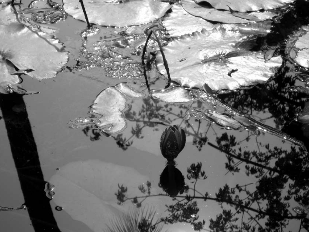 Black and white photo of water with lily pads, a lily flower, and reflections of trees and plants.