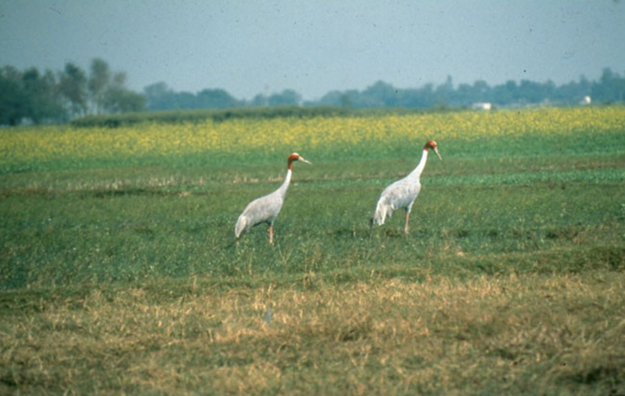 Two cranes walking on a grassy field with a background of green trees and a distant blue sky.