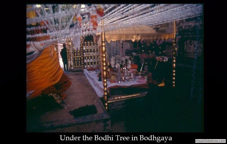 A religious or ceremonial setup under the Bodhi Tree in Bodhgaya, India, with an ornate canopy, flowers, and religious artifacts, indicating a spiritual or cultural ritual.