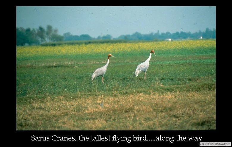 Two Sarus Cranes standing in a grassy field with a yellow flowering plant in the background.