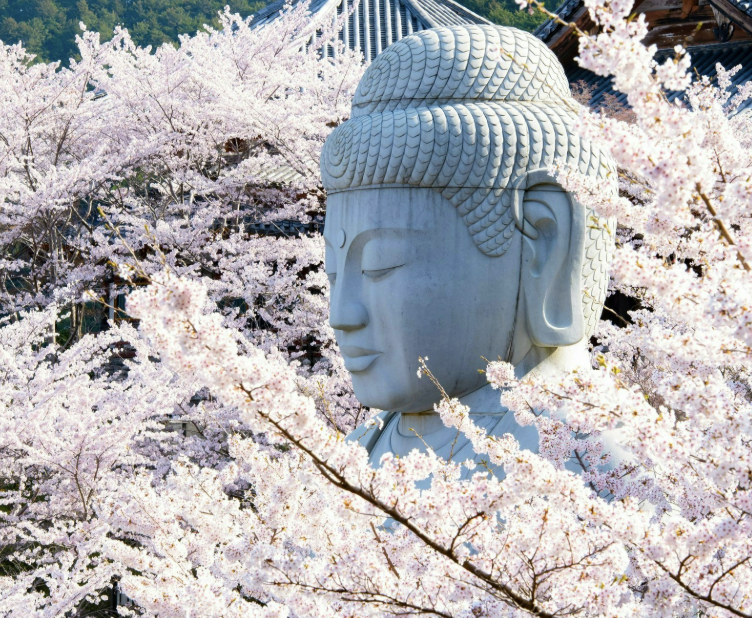 Large white Buddha statue surrounded by blooming cherry blossom trees with pink and white flowers.