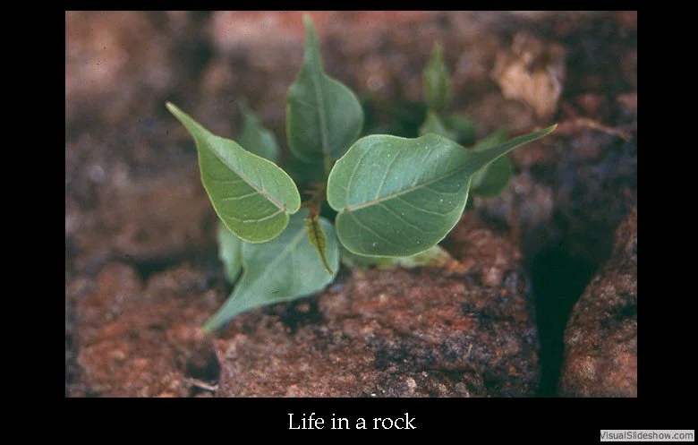 A small green plant growing among rocks