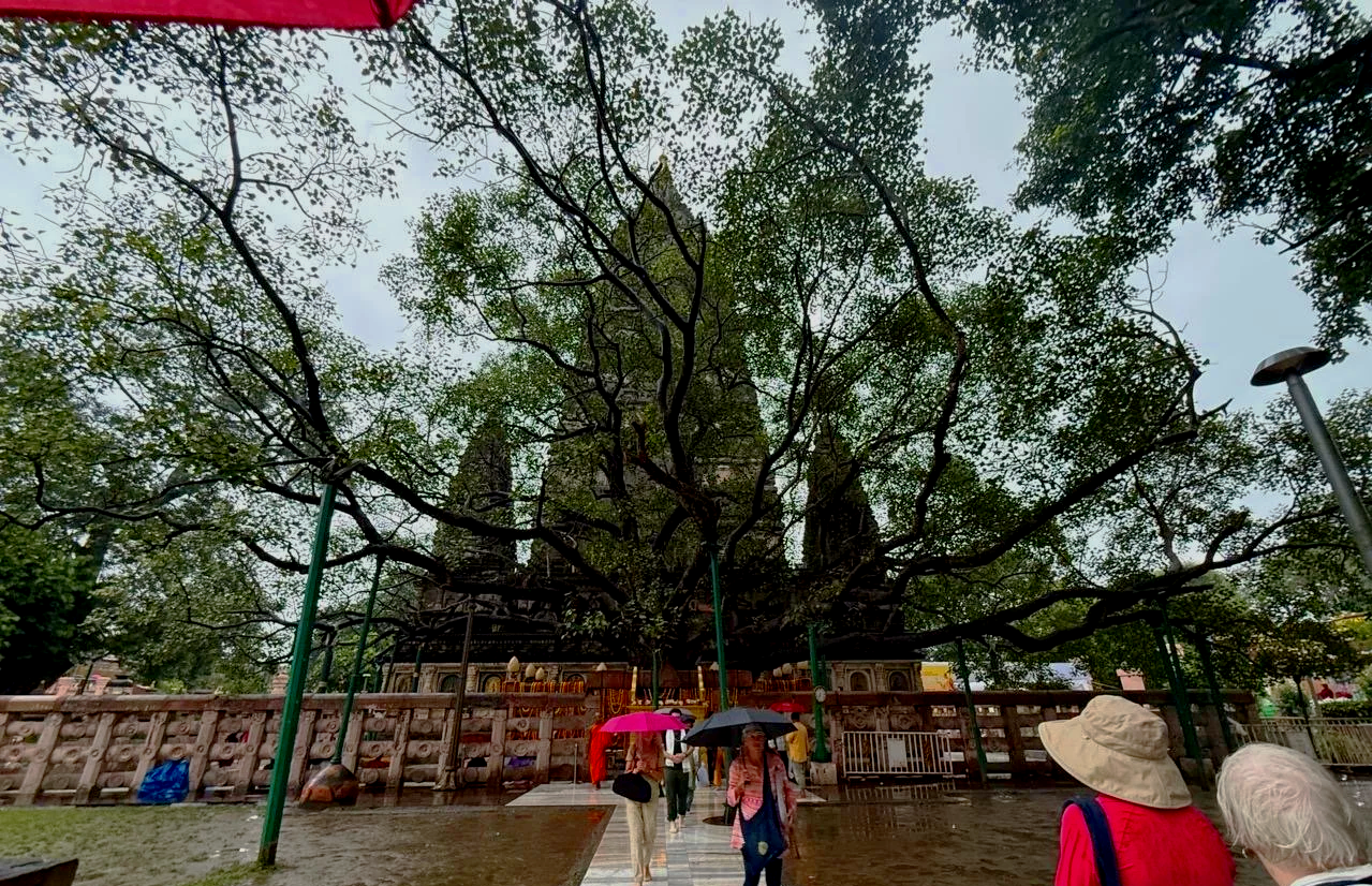 People walking with umbrellas past a large, ancient tree in a temple courtyard, with a building featuring spires in the background on a rainy day.