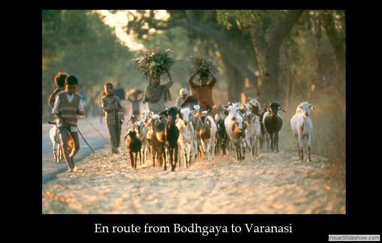 Two children leading a herd of goats through a dirt path surrounded by trees, with adults walking behind carrying plants or foliage, in a rural setting during daylight.