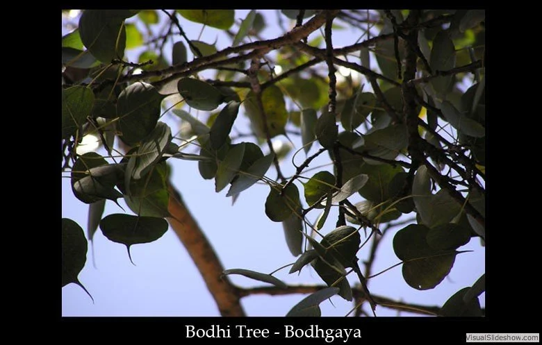 Close-up of Bodhi tree leaves and branches against a blue sky.