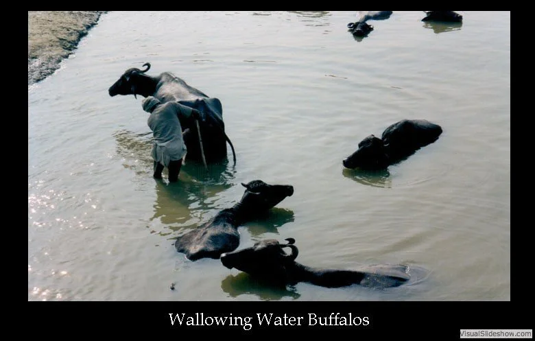 A man is helping a water buffalo standing in a shallow river while other water buffaloes are swimming nearby.