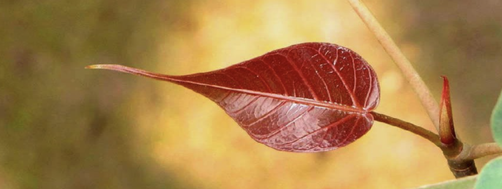 A historic temple with intricate architectural details during a colorful sunset with trees in the foreground.