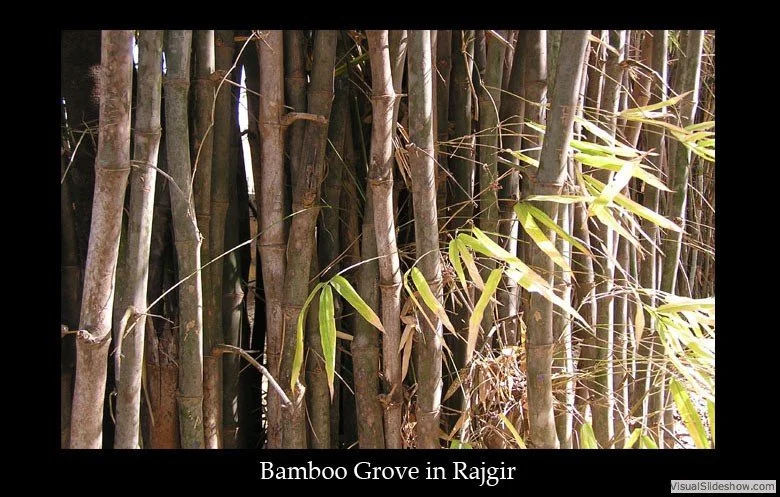 Dense bamboo grove with tall stalks and some green leaves in Rajgir.