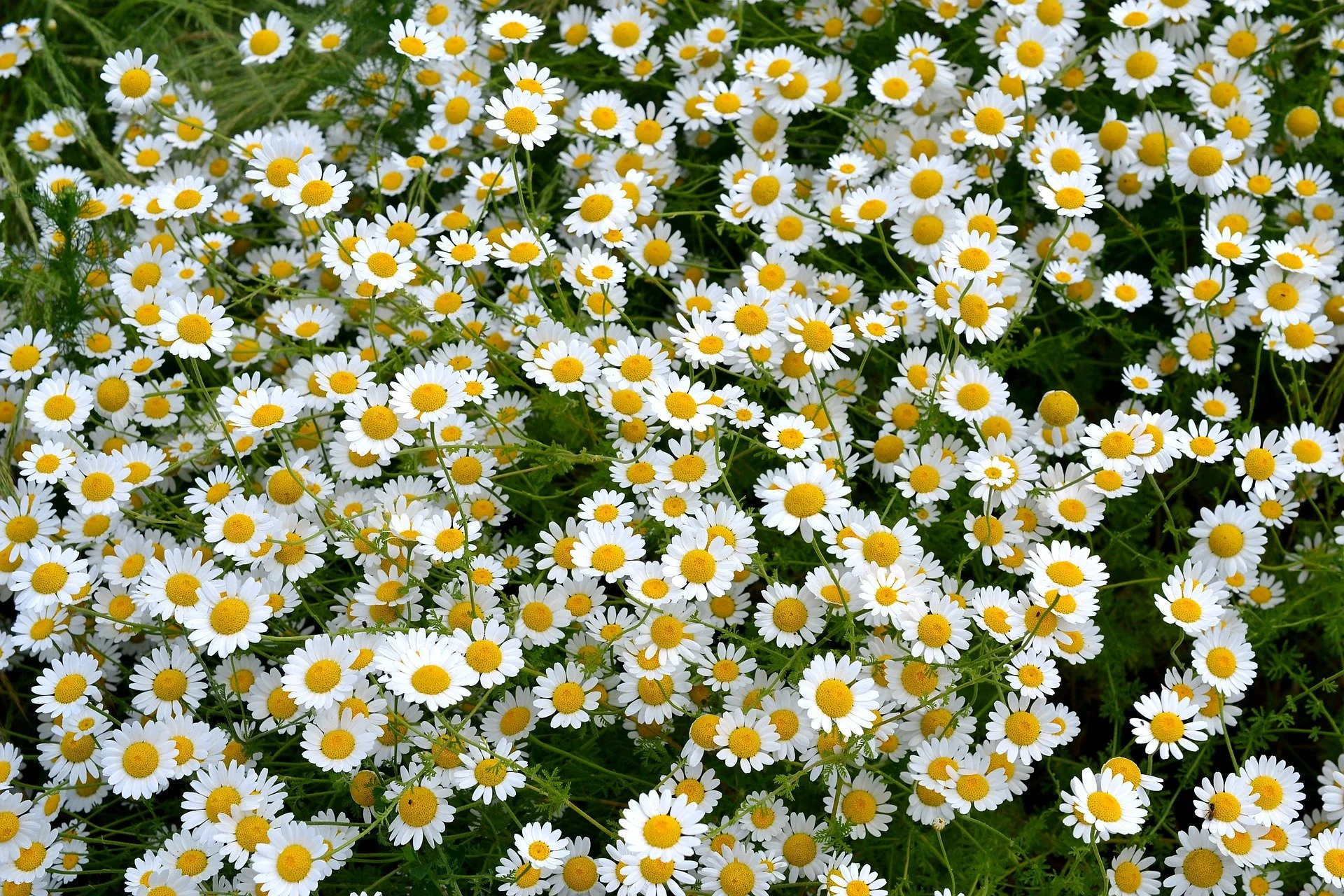 flowers-8047833_1920.jpg