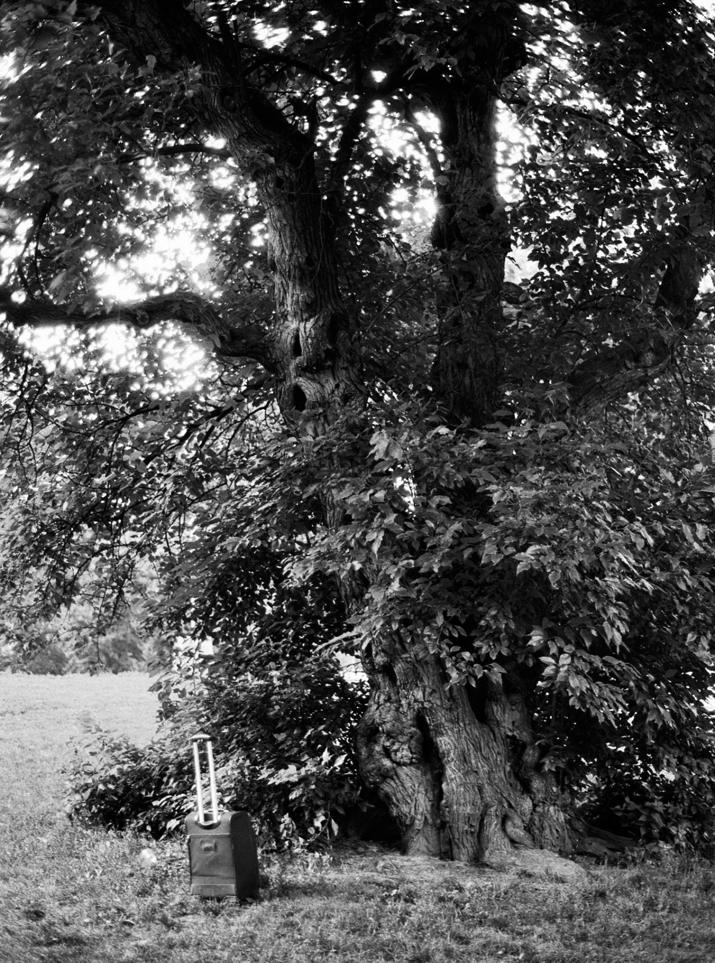 Ilford Ortho Plus | July 2025