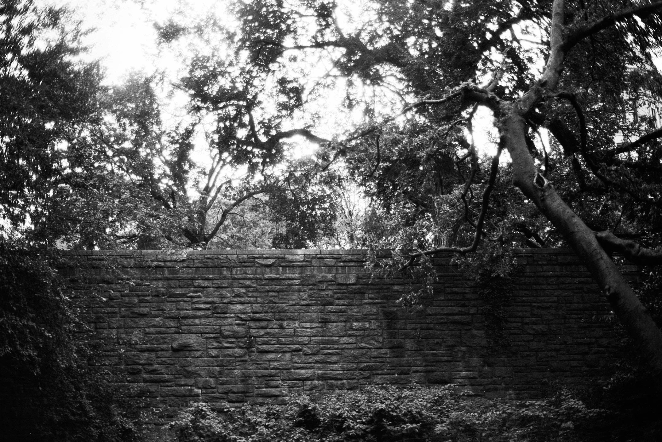 Webbed halation wall

Ilford Ortho Plus | July 2025