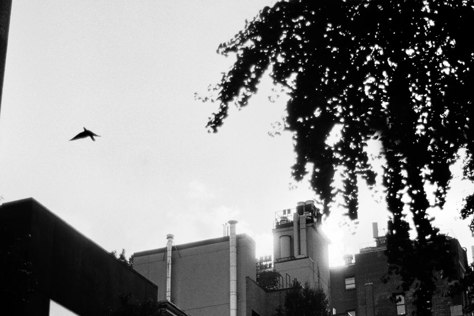 401 birds

Ilford Ortho Plus | July 2025