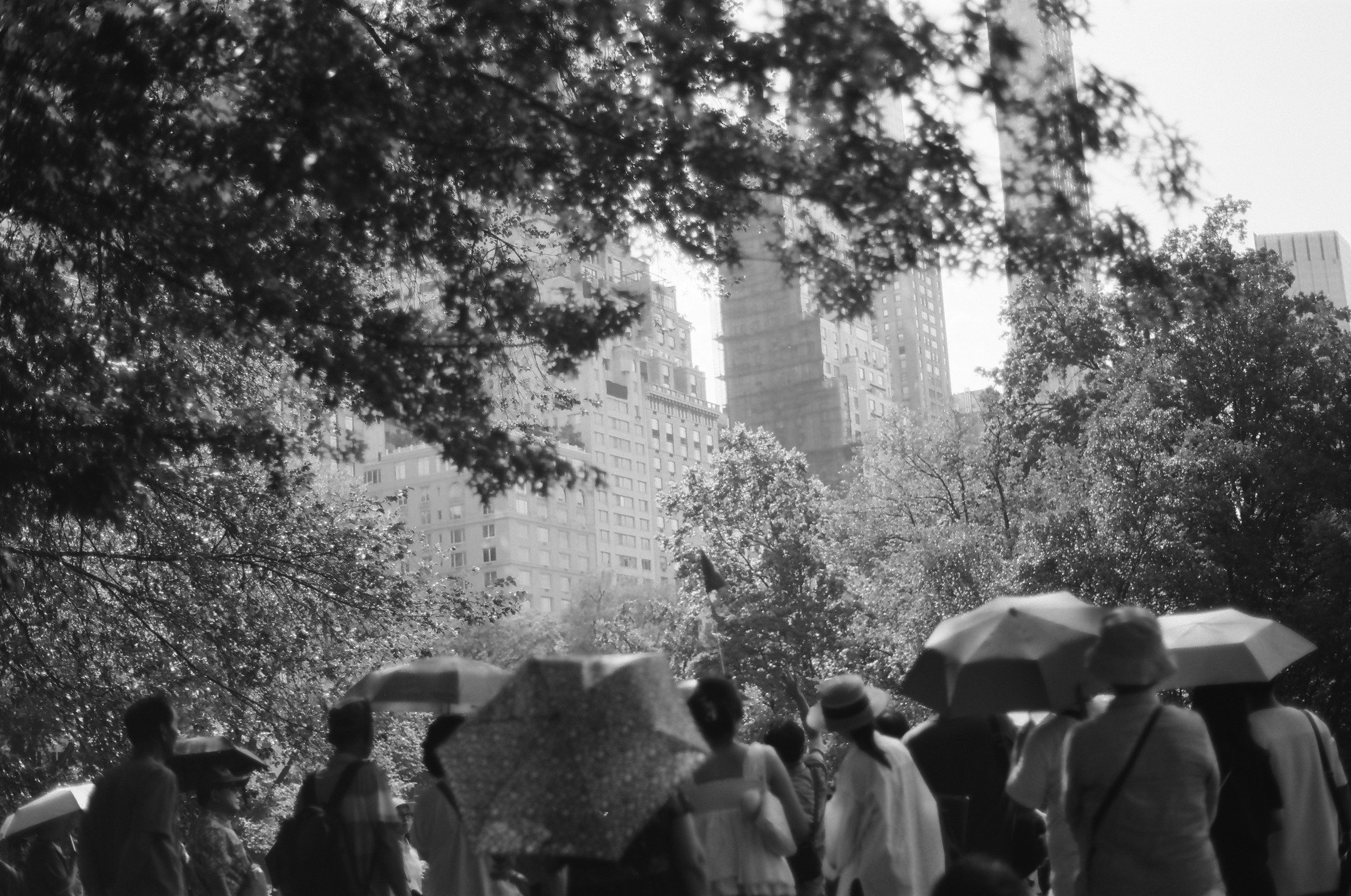 Ilford Ortho Plus | June 2025