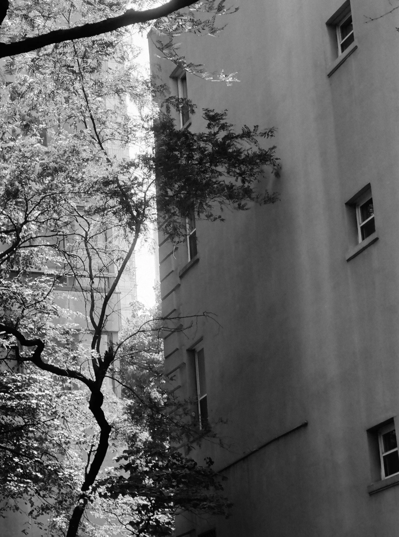 Ilford Ortho Plus | June 2025