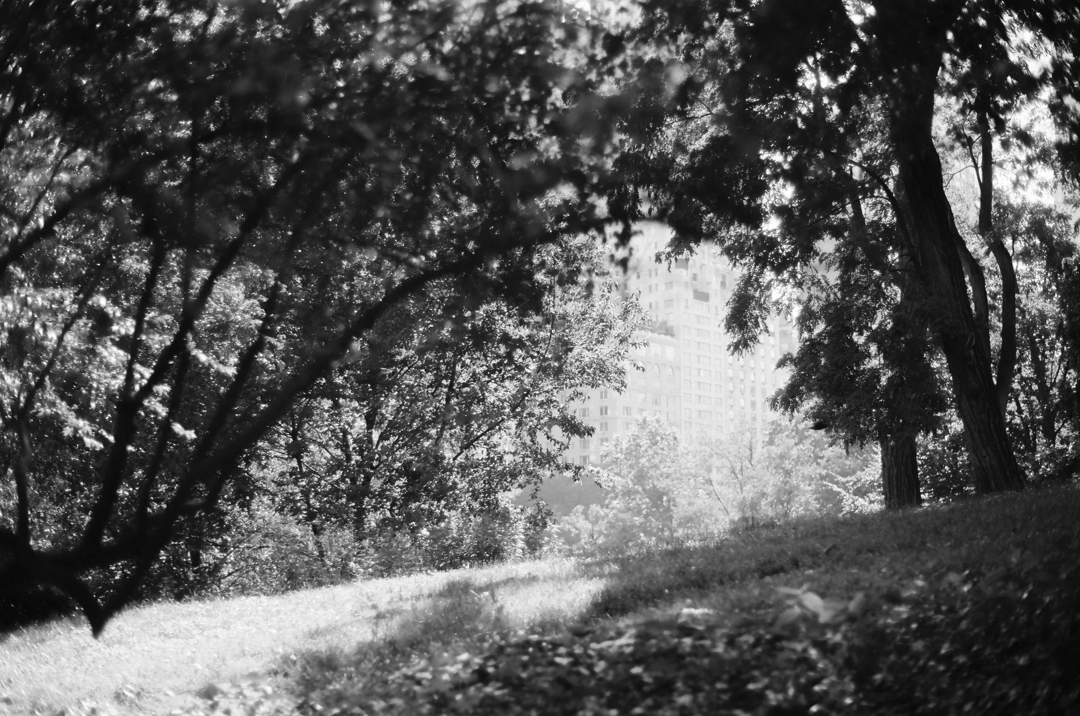 Ilford Ortho Plus | June 2025