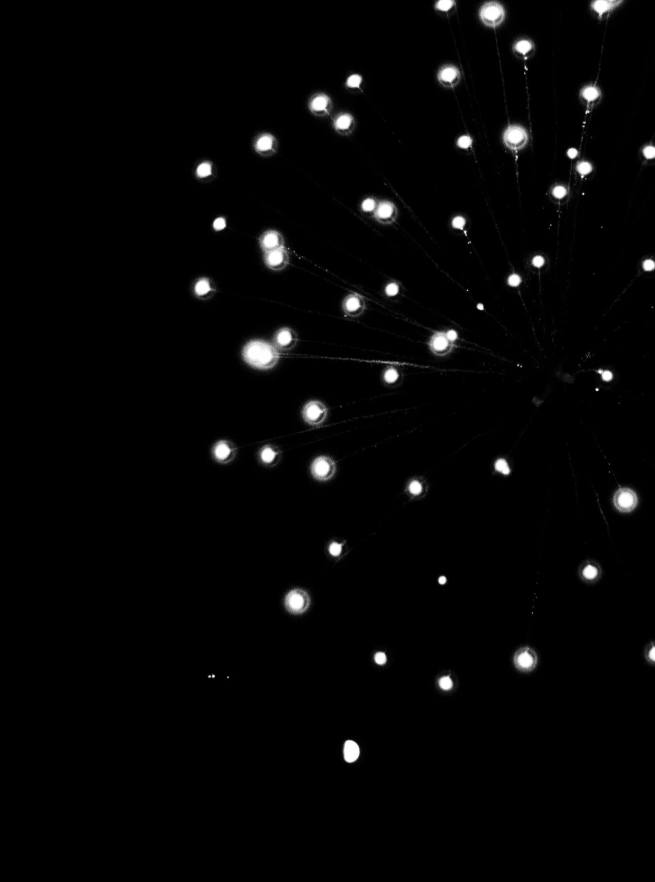 Moon gathering

Ilford HP5 | July 2025