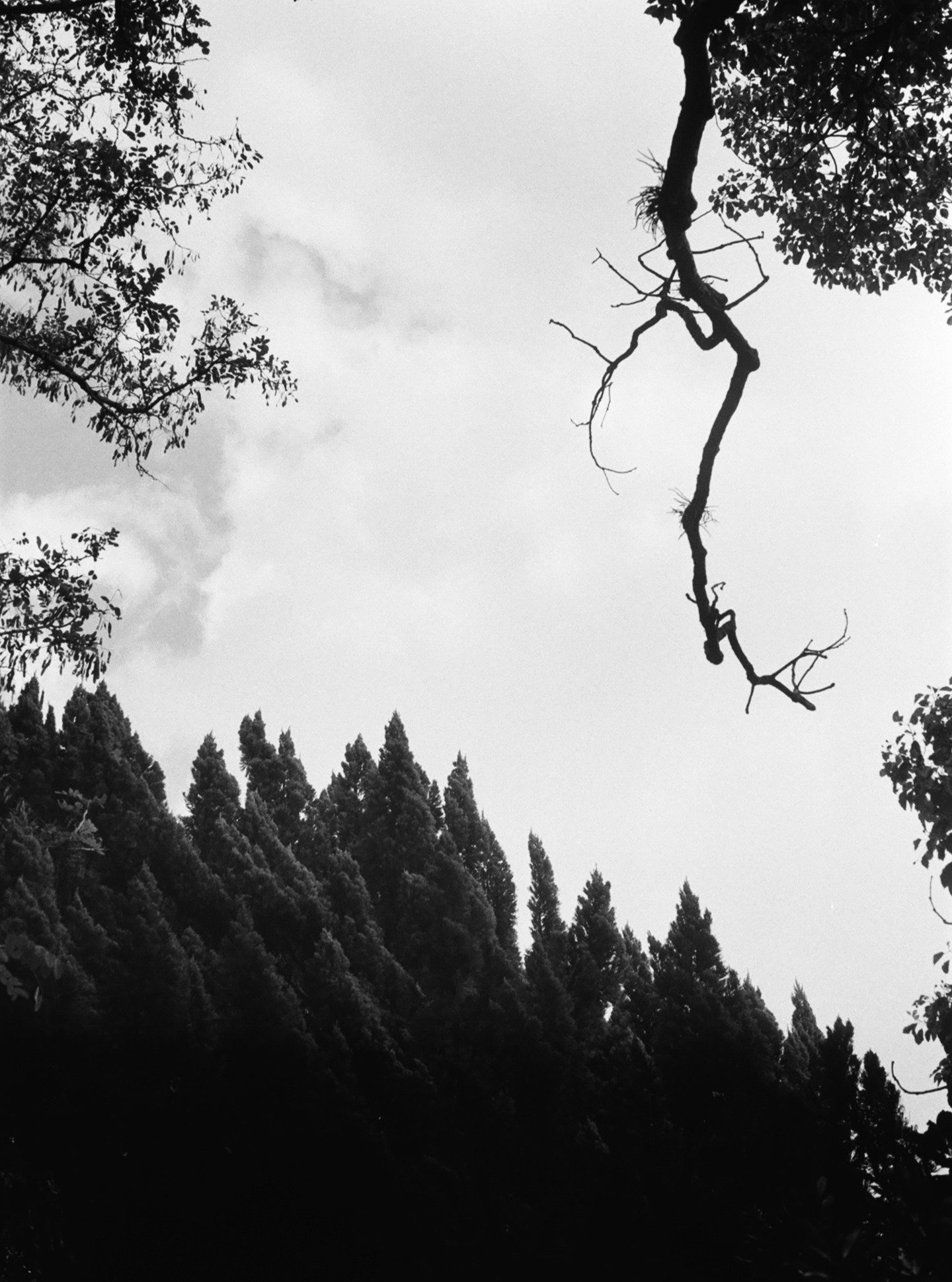 Flinching trees

Kentmere 100 | September 2025 | Fukuoka, Japan