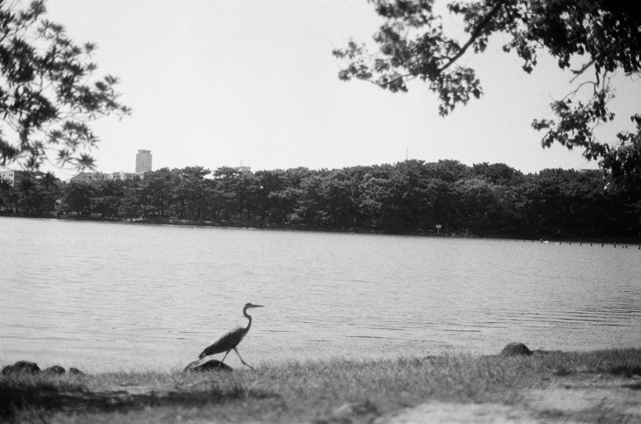 Kentmere 100 | September 2025 | Fukuoka, Japan