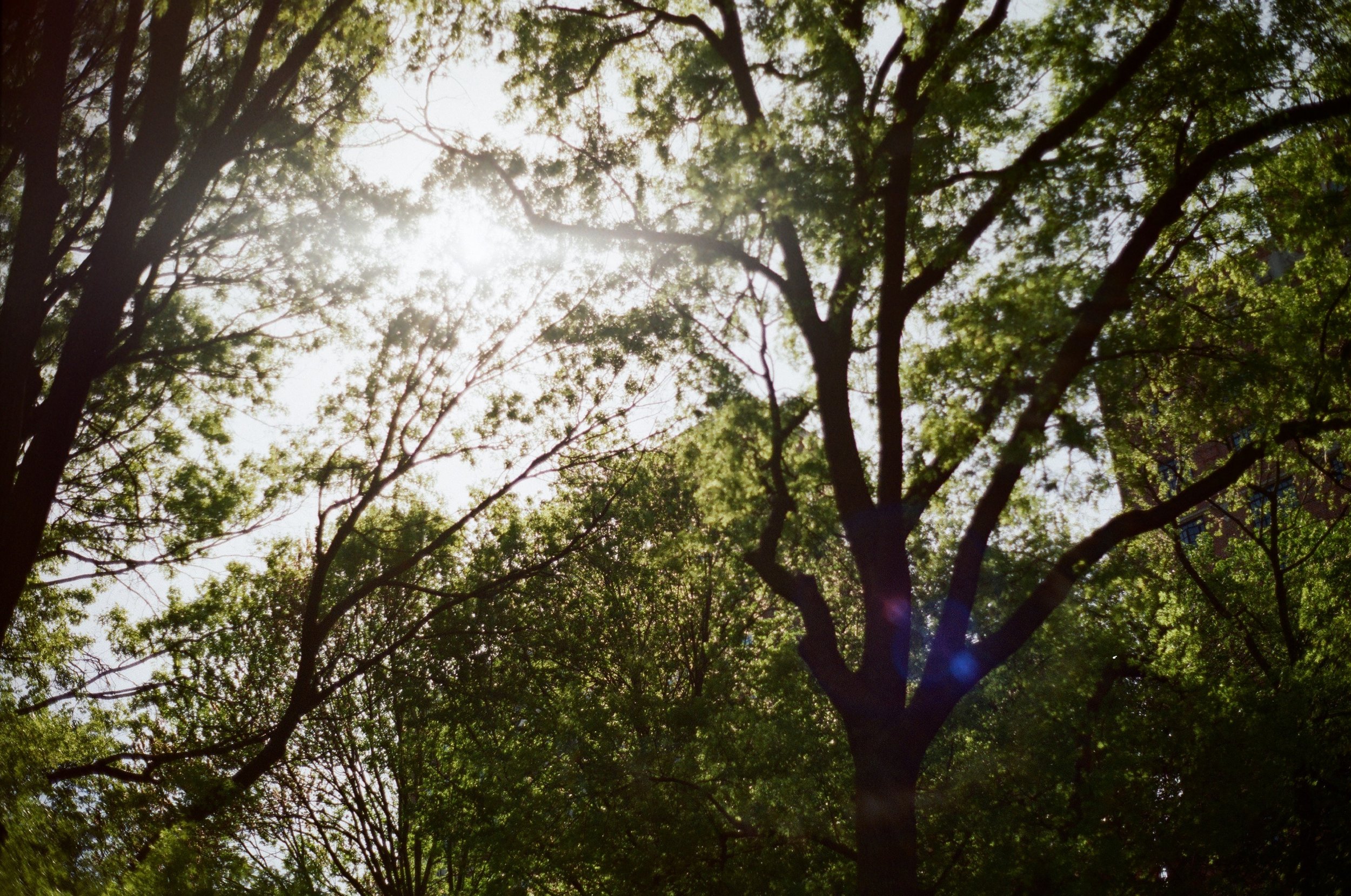 Kodak Gold