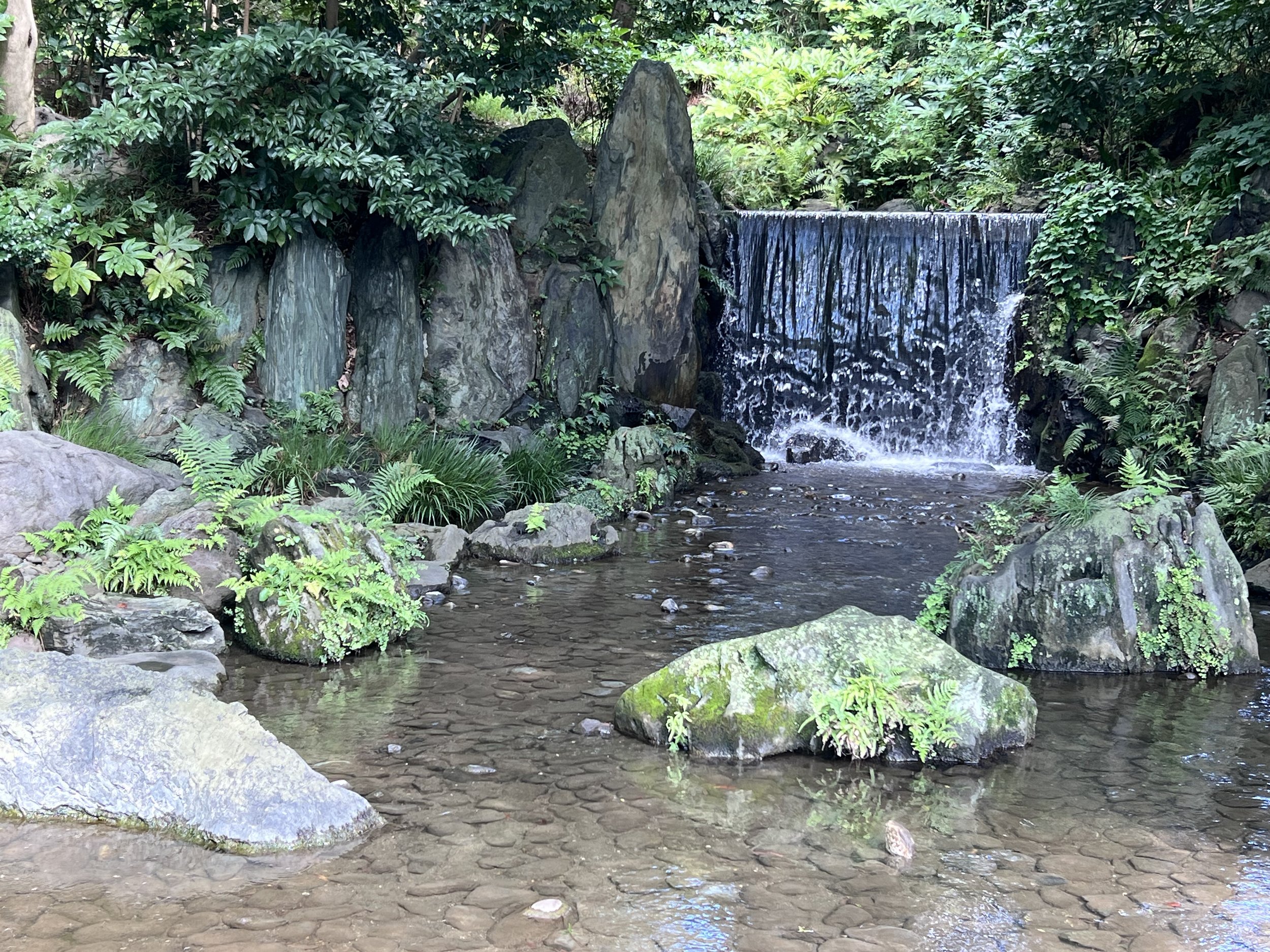IMG_6868.jpeg