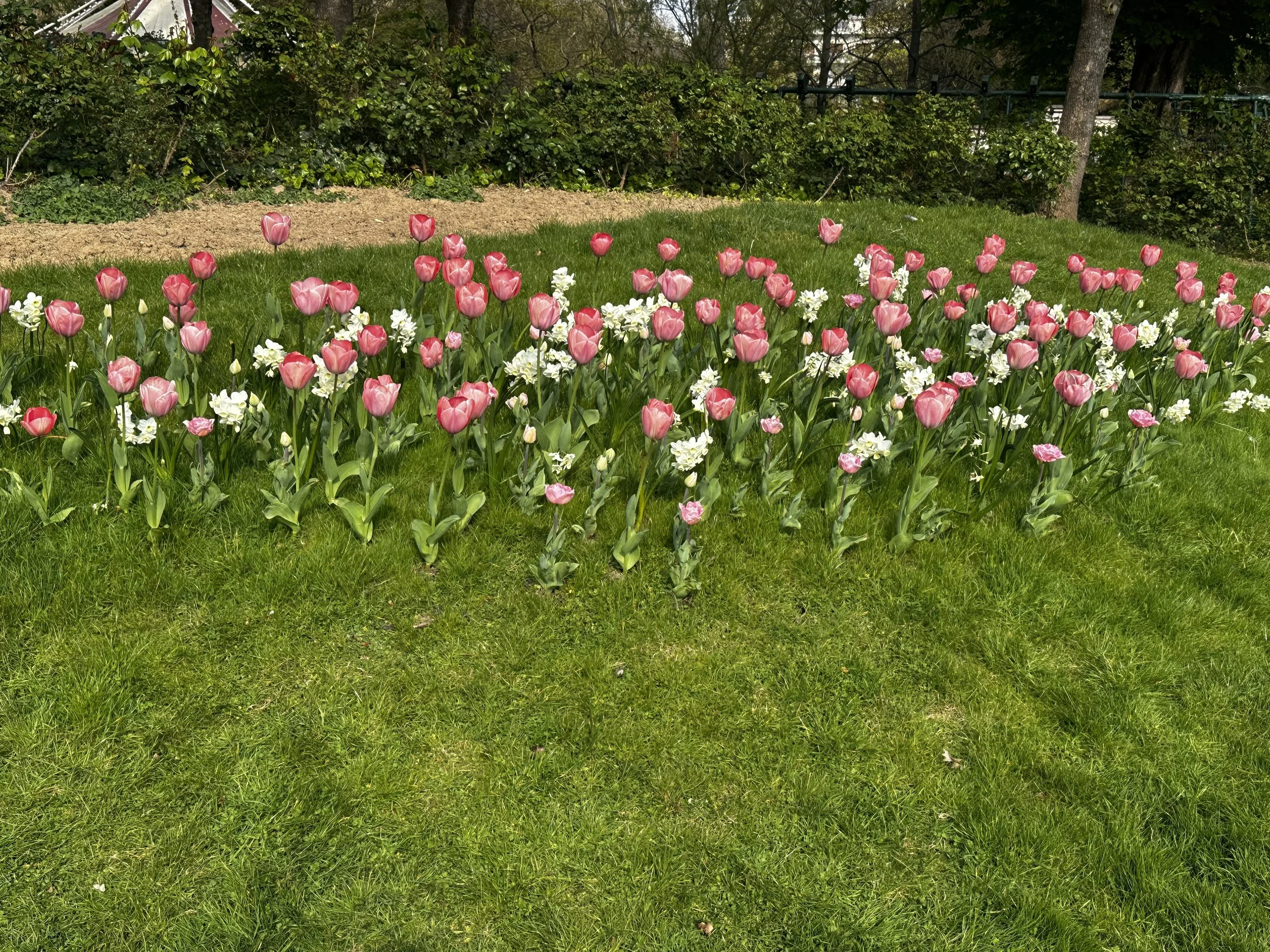 IMG_4937.jpeg