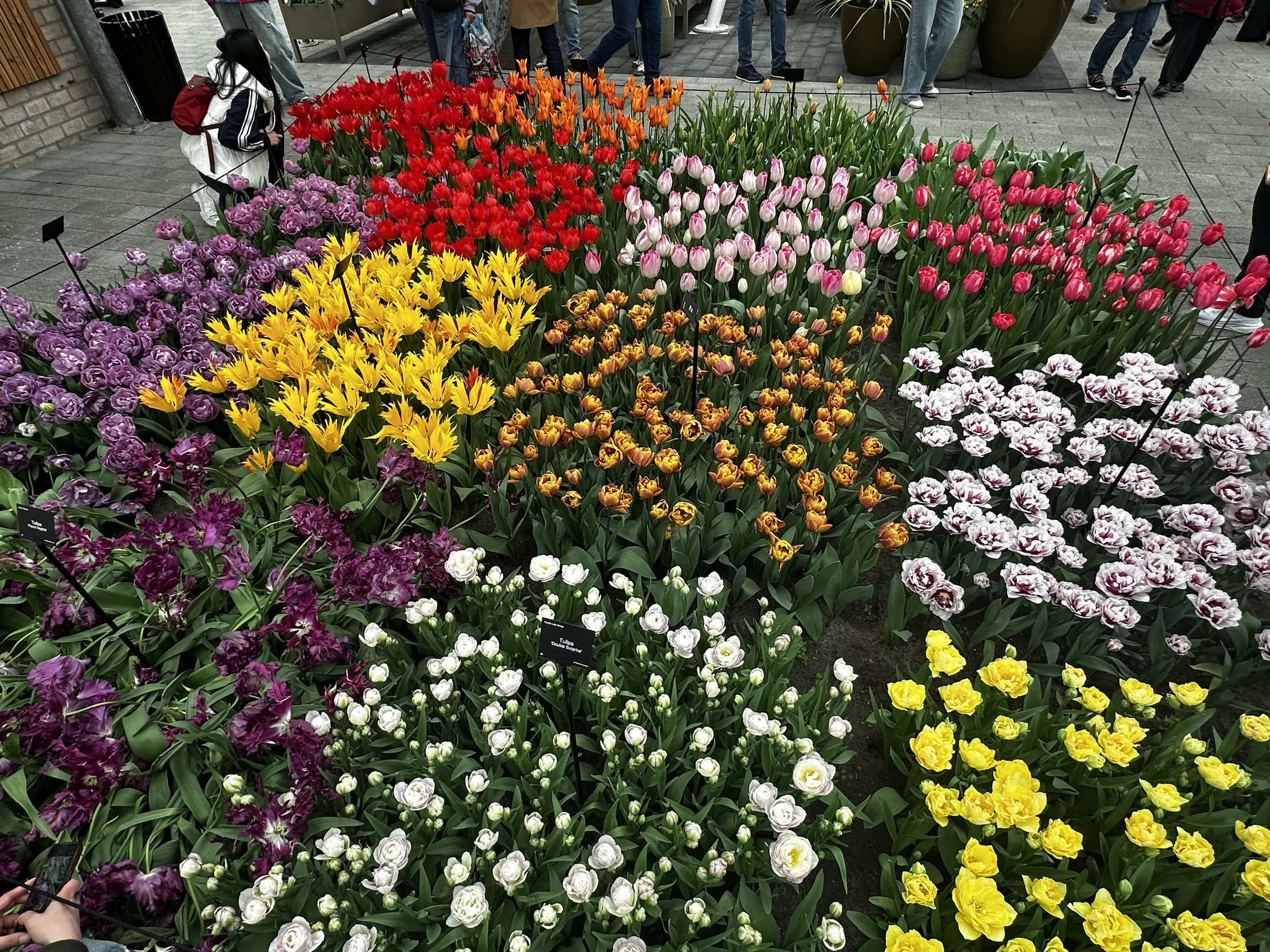 IMG_5115.jpeg