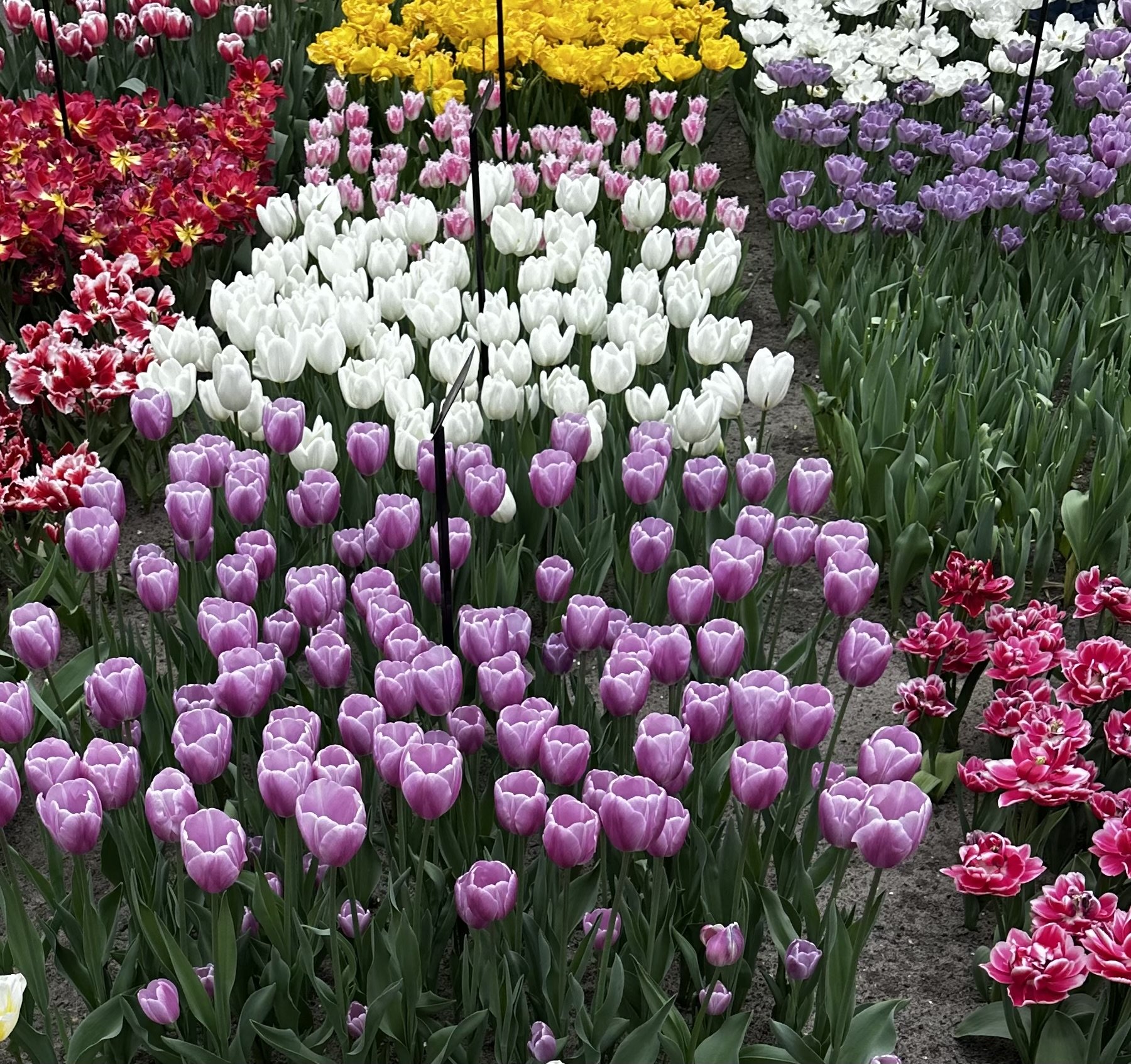 IMG_5110.jpeg