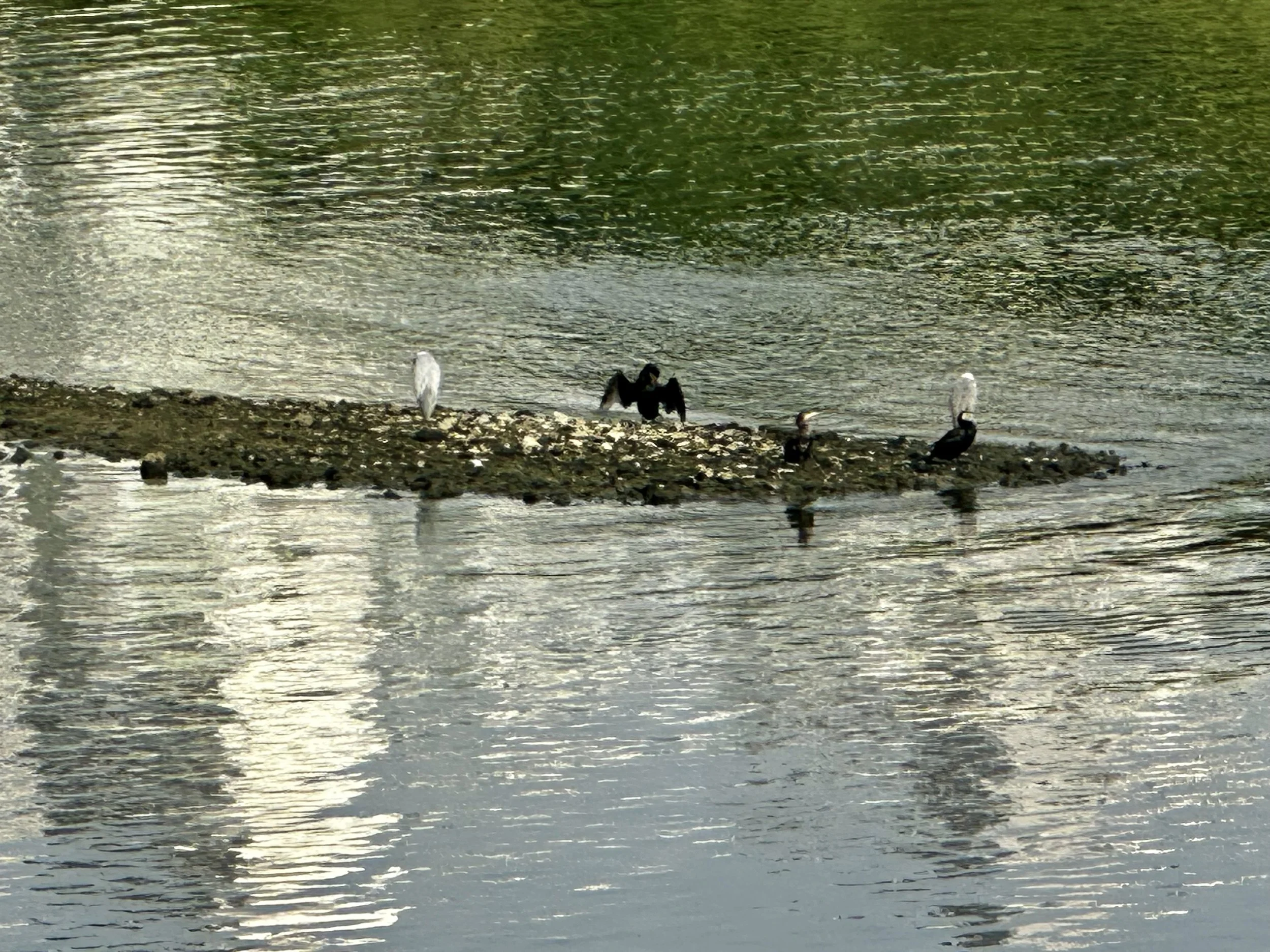 IMG_5684.jpeg
