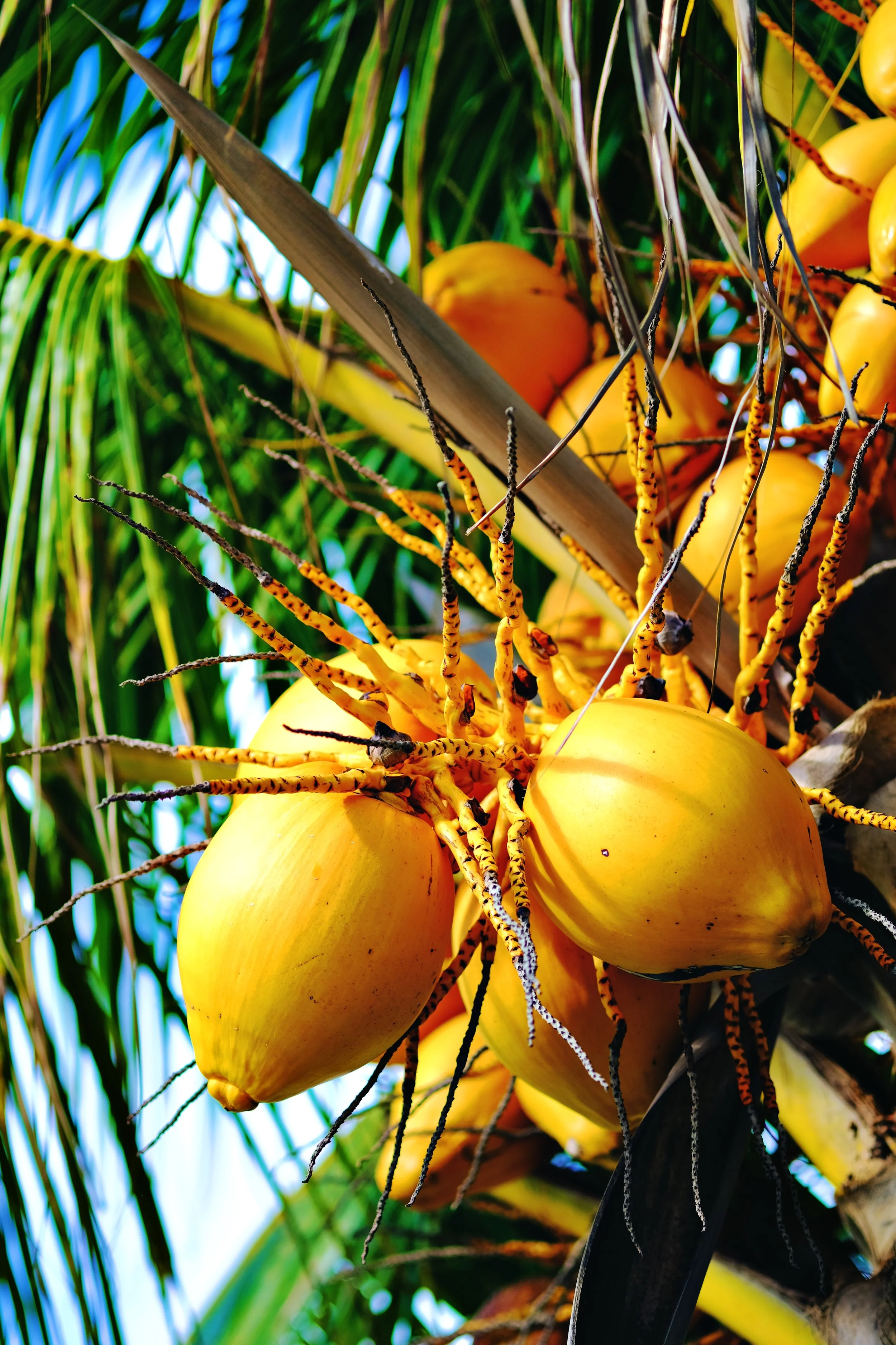 Ripening yellow coconuts hanging on a coconut tree among green fronds.