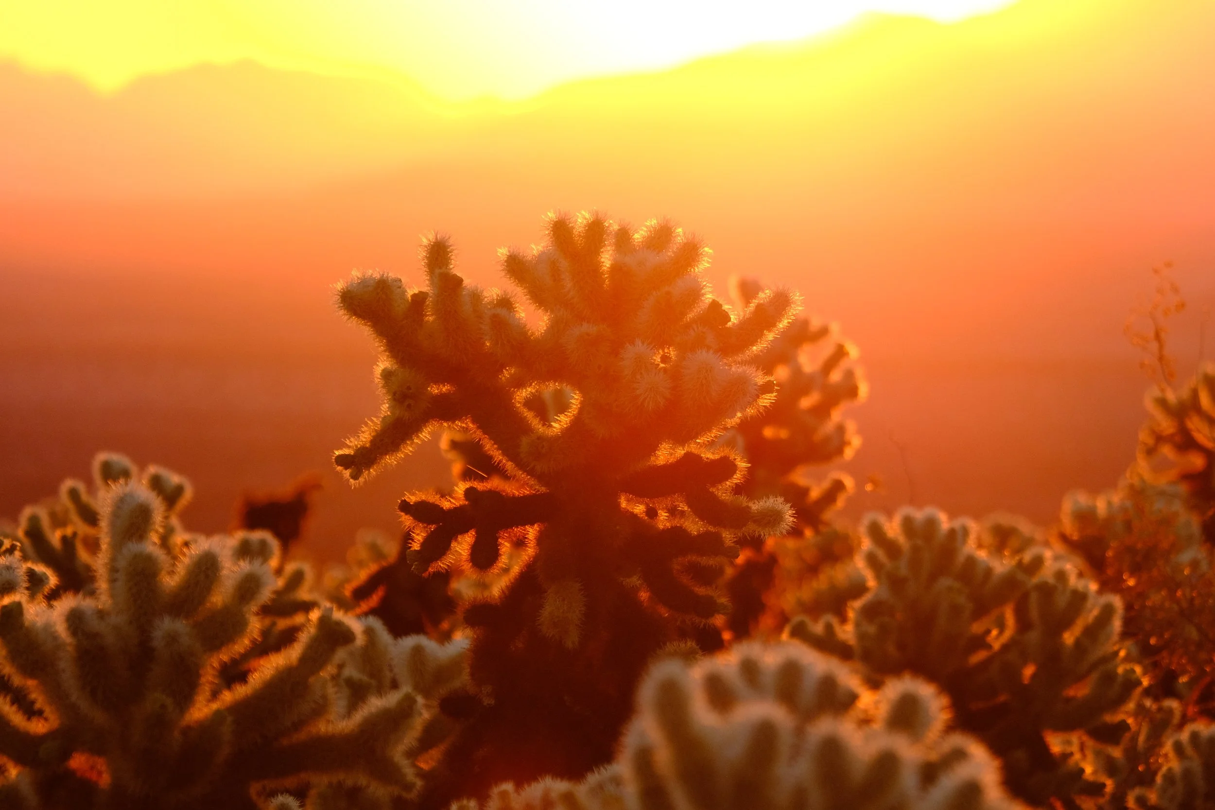 Close-up of cactus plants during sunset, with warm orange glowing sky in the background.