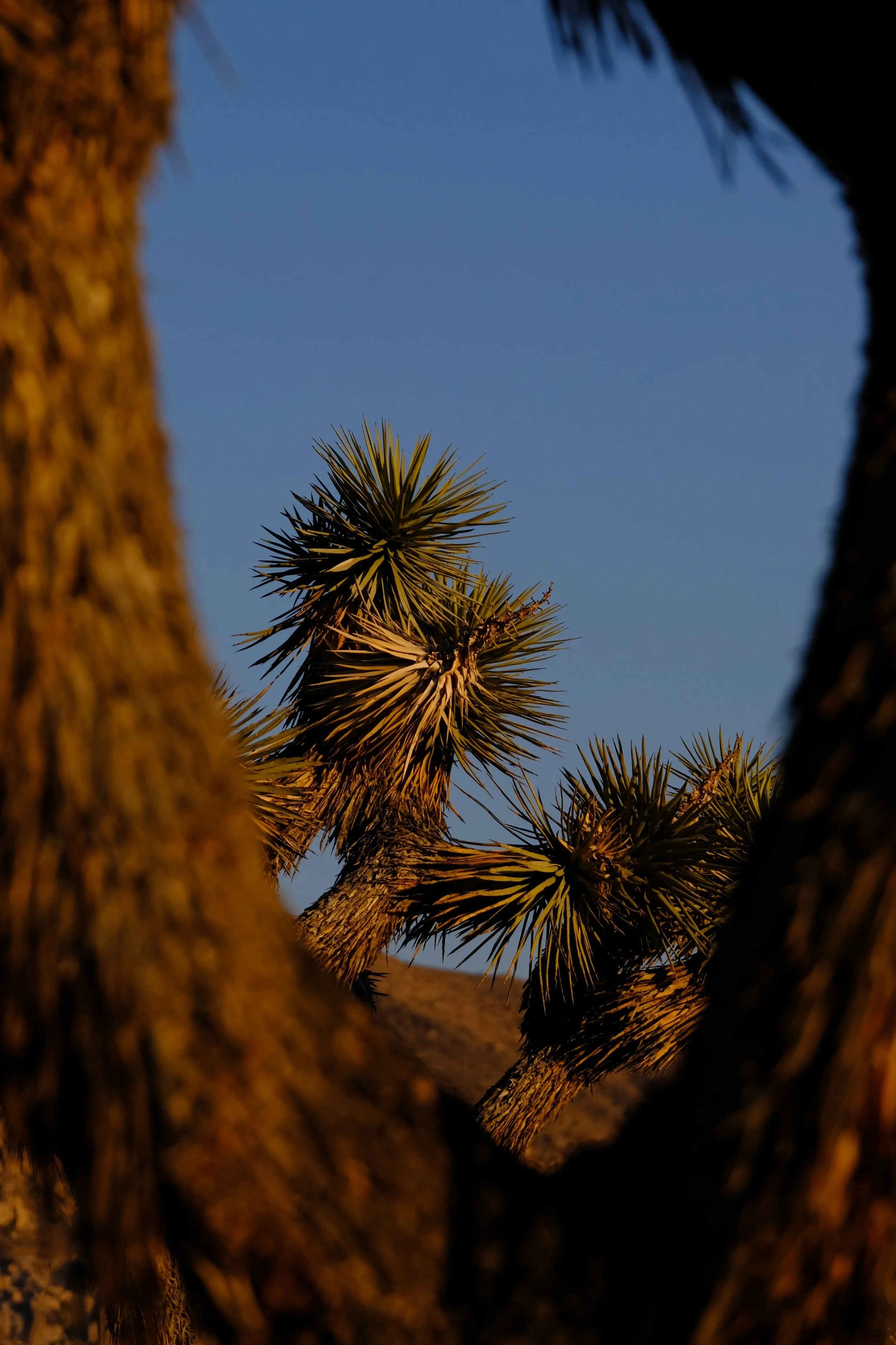 Close-up view of desert cactus plants, with a bright blue sky in the background, seen through a natural opening in the cactus.