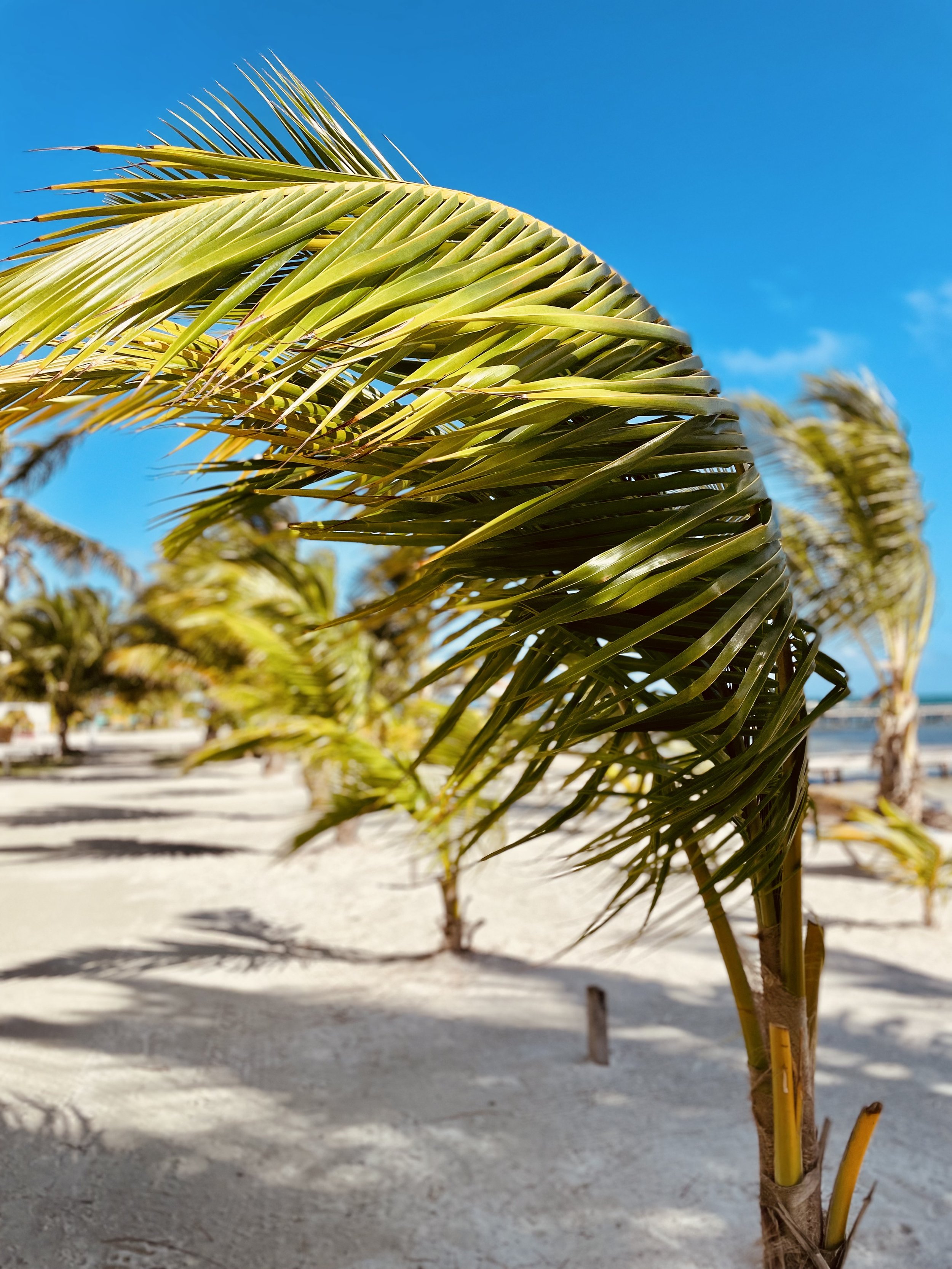 Close-up of a palm tree with green fronds against a clear blue sky, with more palm trees and a beach in the background.