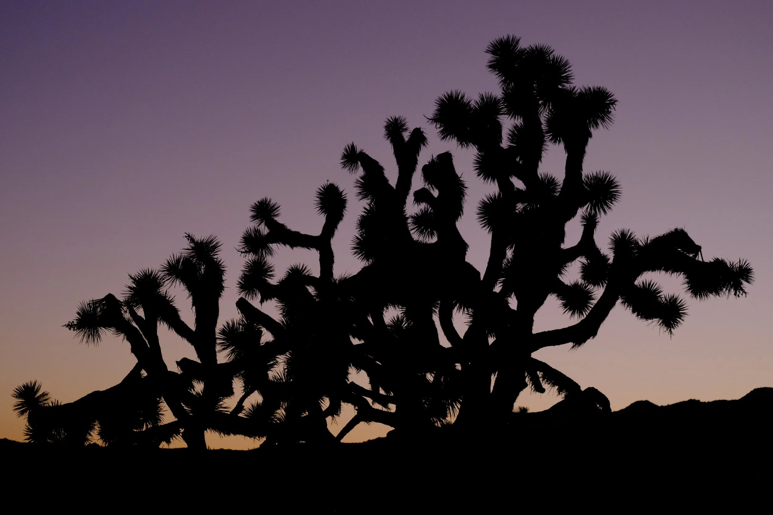 Silhouette of a Joshua tree during sunset with a purple sky.