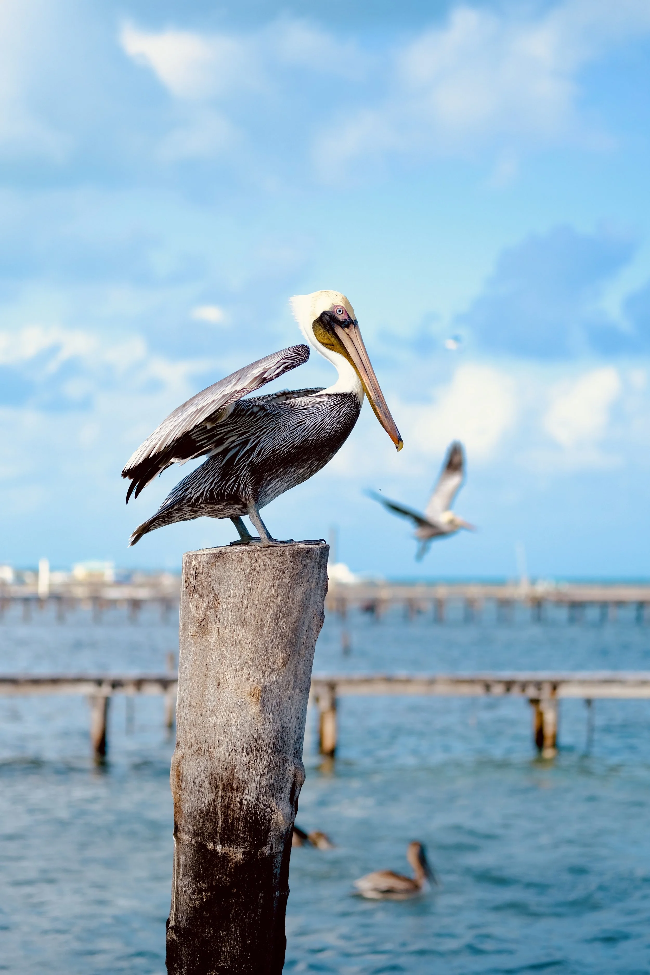 Belizian pelican on post.jpg