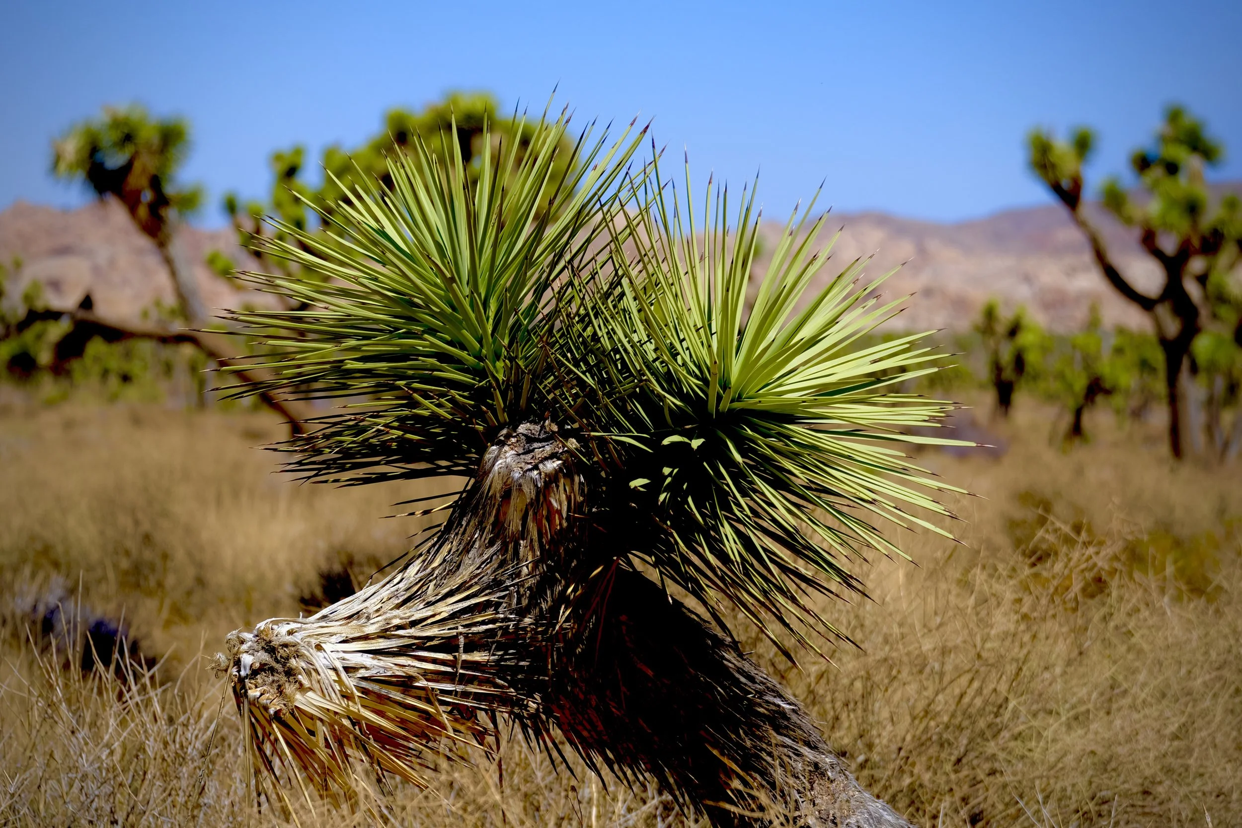 Close-up of a desert plant with long, pointed green leaves, with a background of dry grass, distant mountains, and a clear blue sky.
