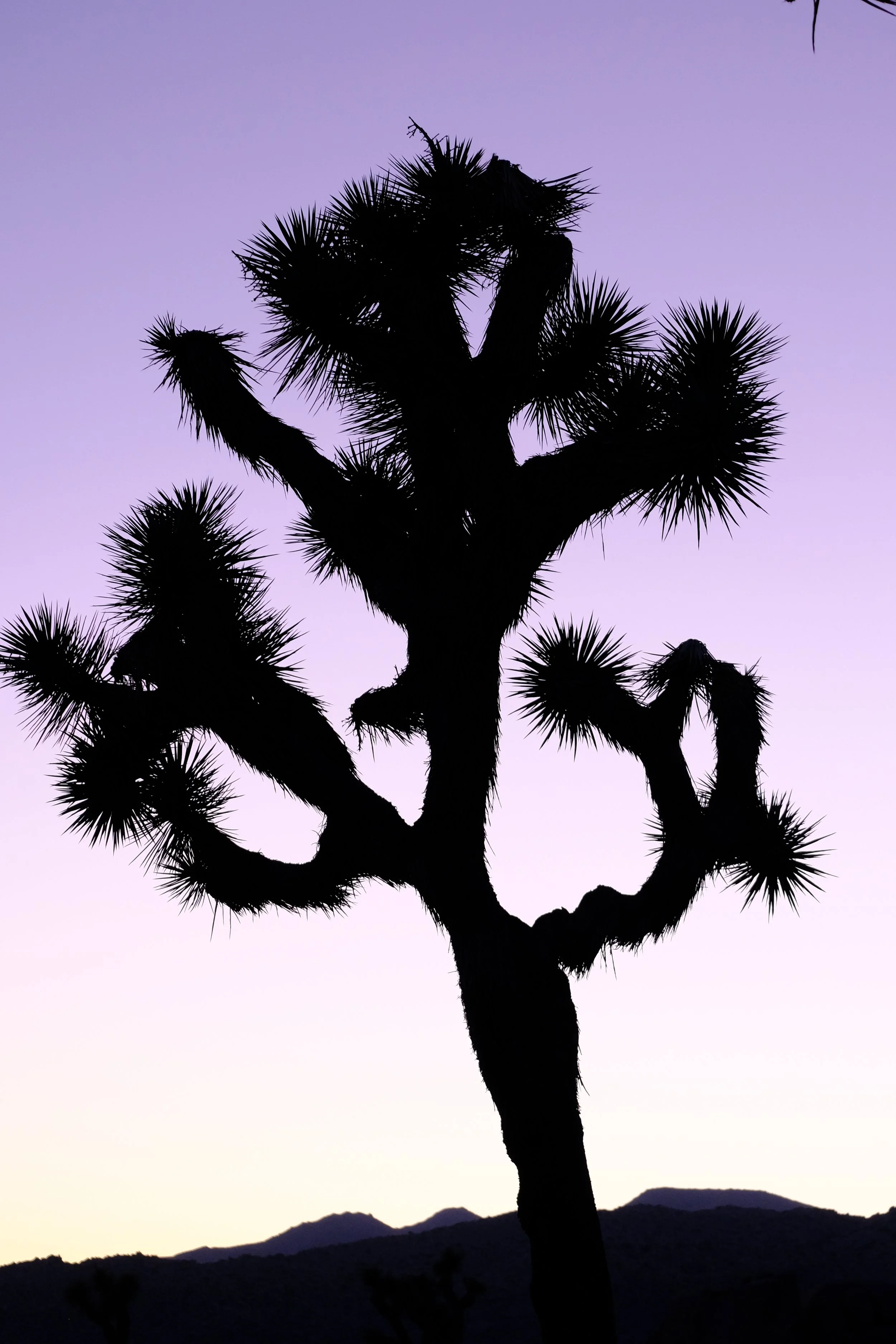 Silhouette of a Joshua tree against a gradient sunset sky with mountains in the distance.