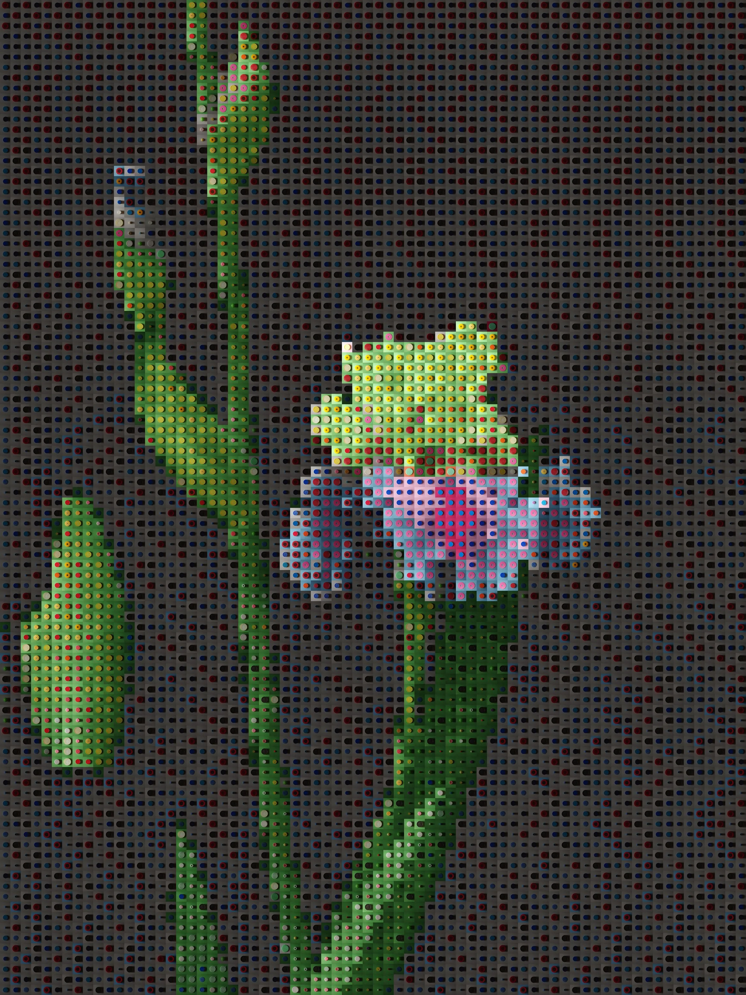 Iris 01  by Pimlico Arts Japan