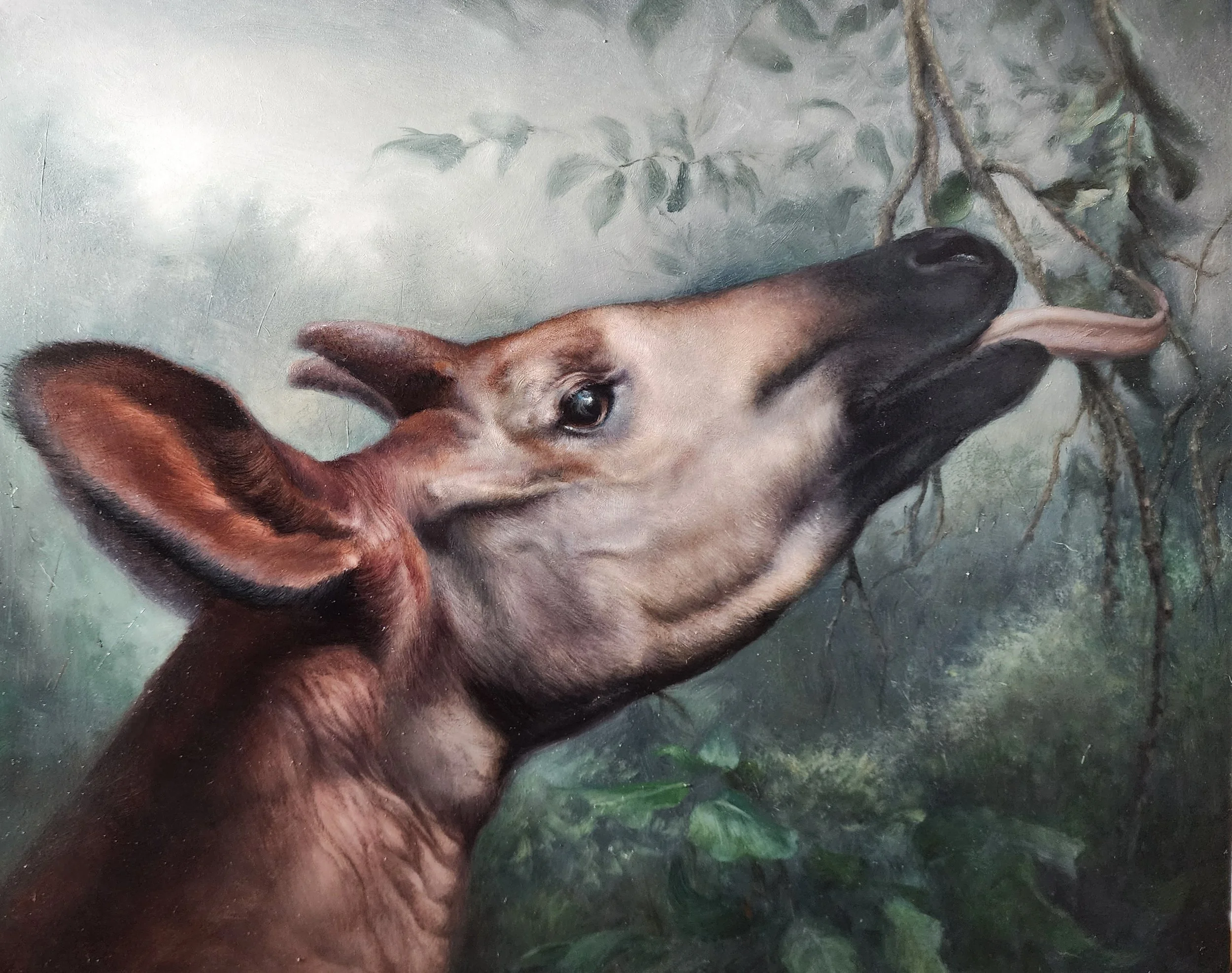 Okapi — shipping quoted after purchase