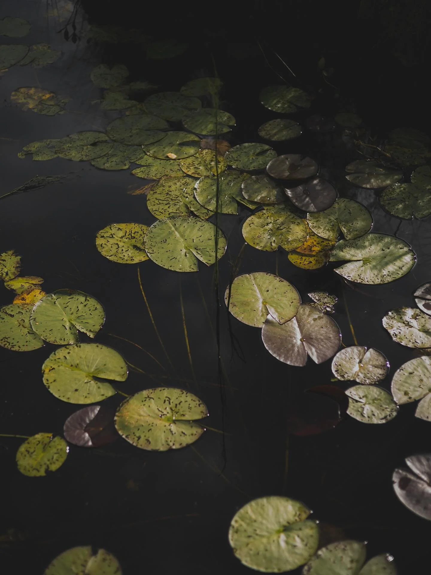 Rytmej&auml; luonnosta!

#naturephotography