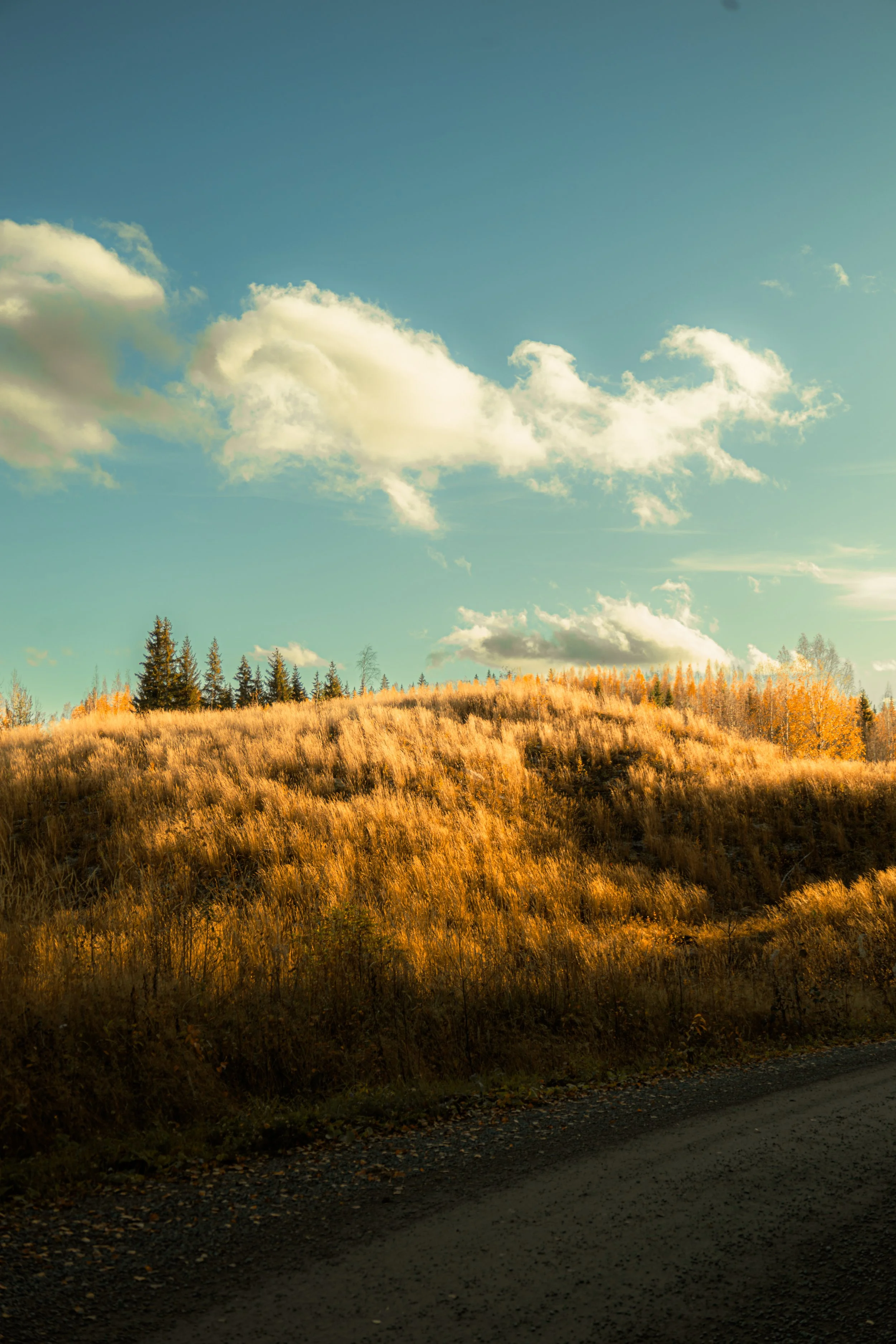 Syksyinen maisema, hiekkatie, keltainen ruoho ja havupuut, sininen taivas pilvillä.