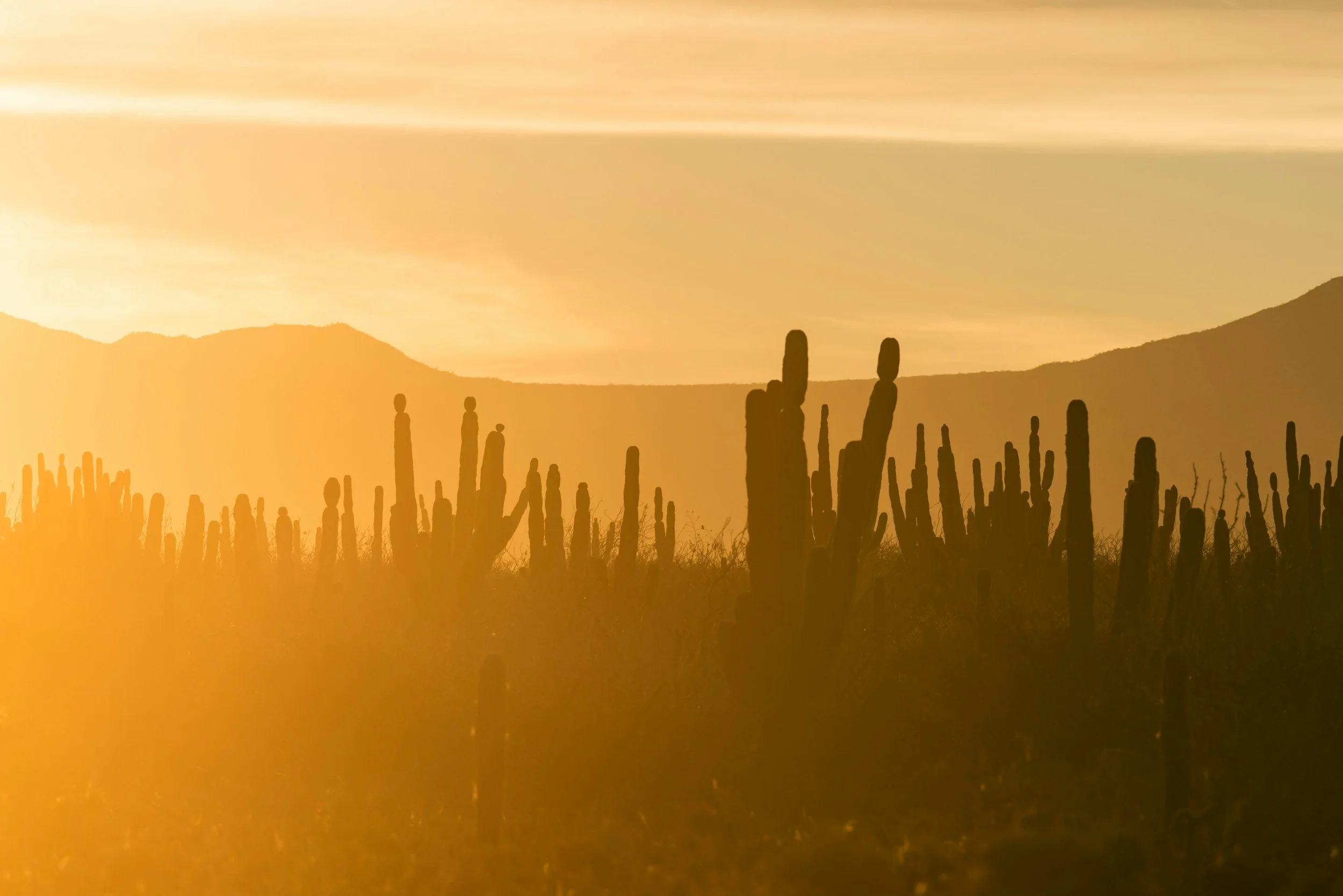 A silhouette of desert cacti against a sunset with mountains in the background.