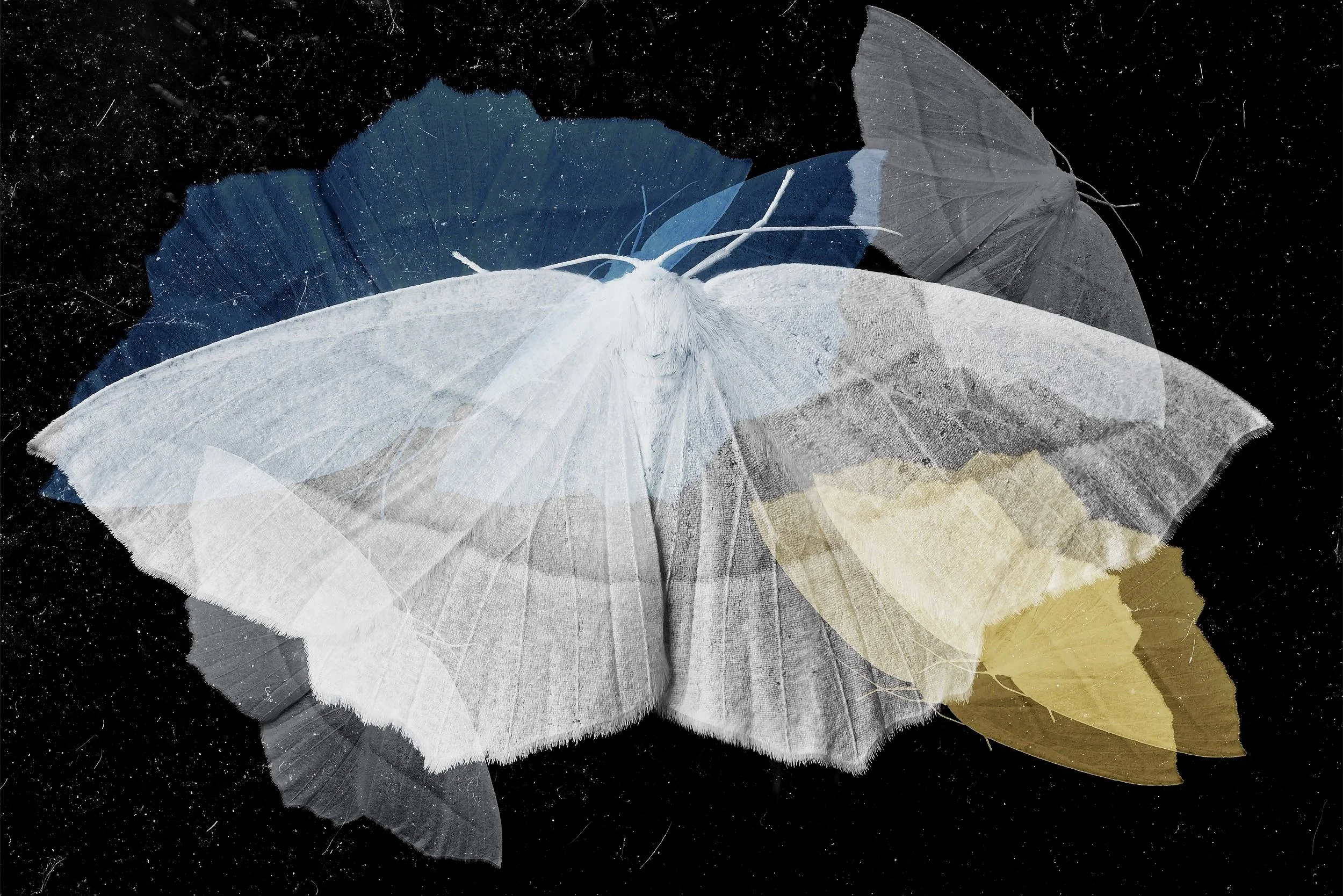 the harmless night terror