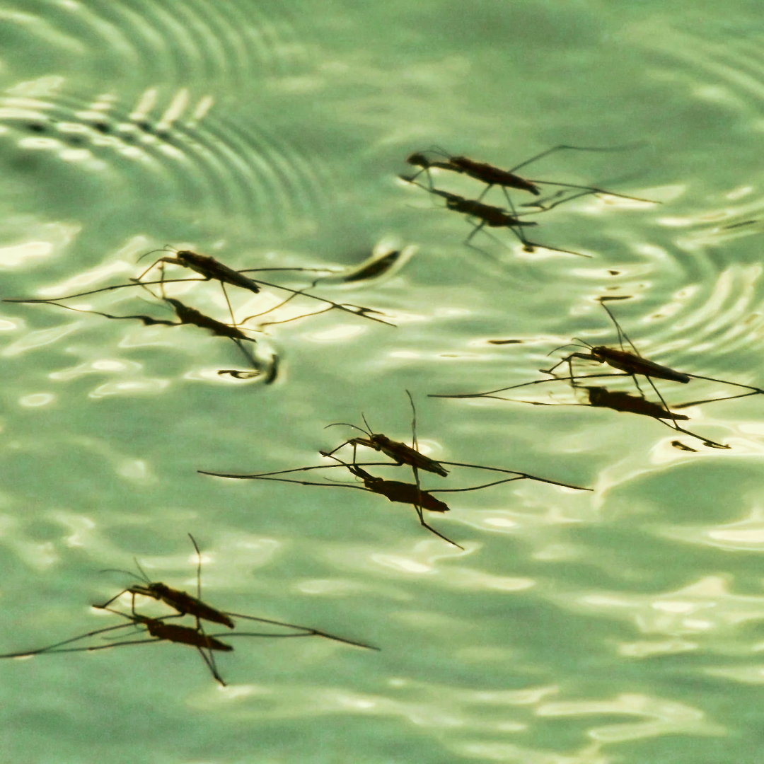 LIVING OFF THE LIVING.