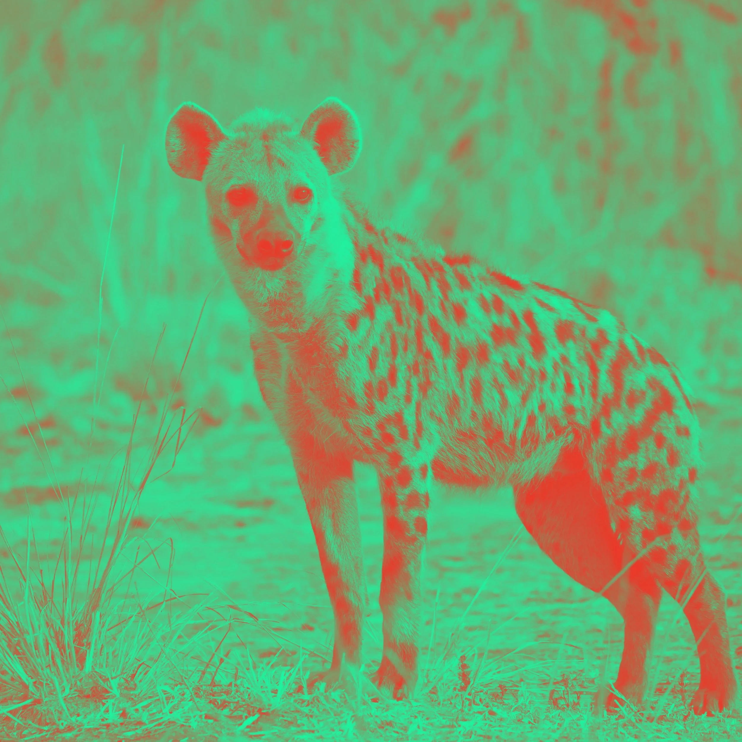 THE UGLY QUEEN OF AFRICA