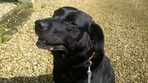 Sam-2-300x169.jpg