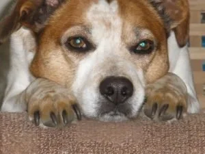 milo-3-300x225.jpg