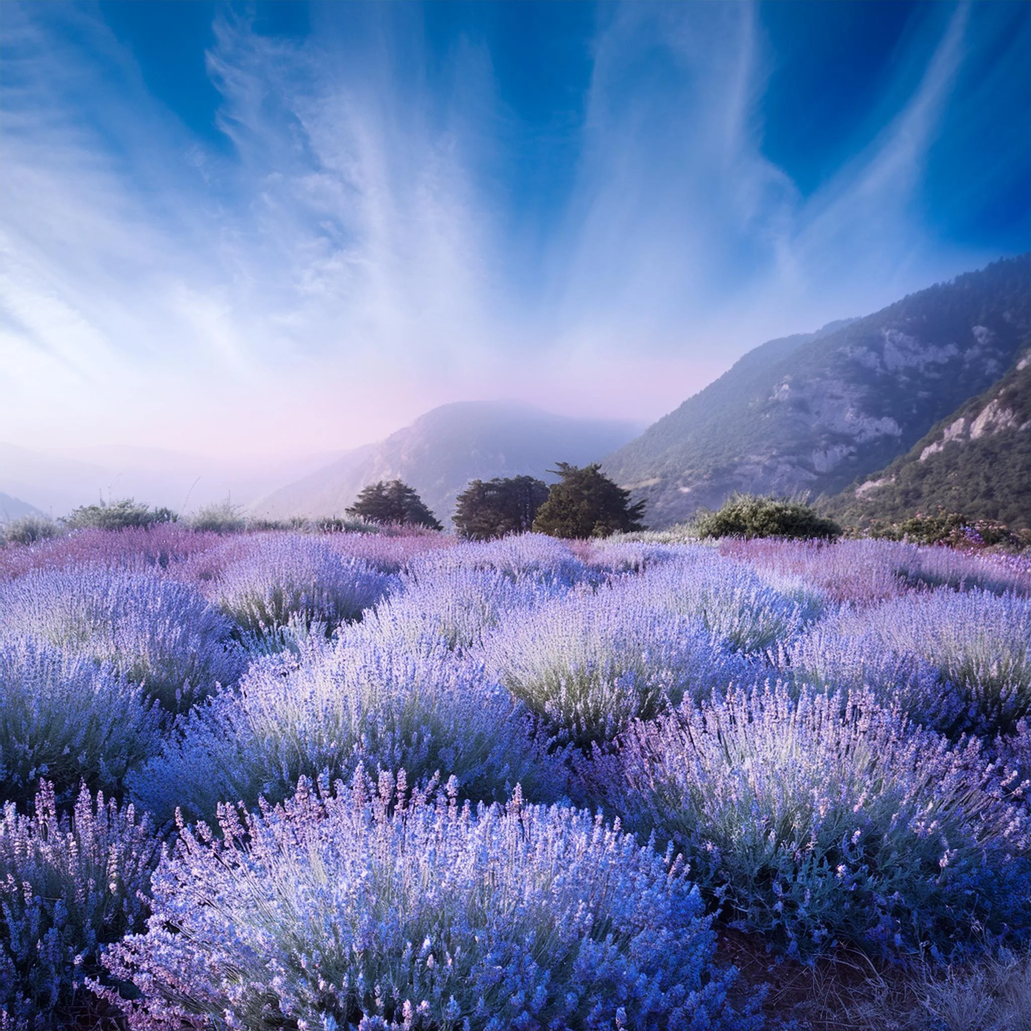 Firefly natural plant field with lavender and blue undertones faded 69673.jpg
