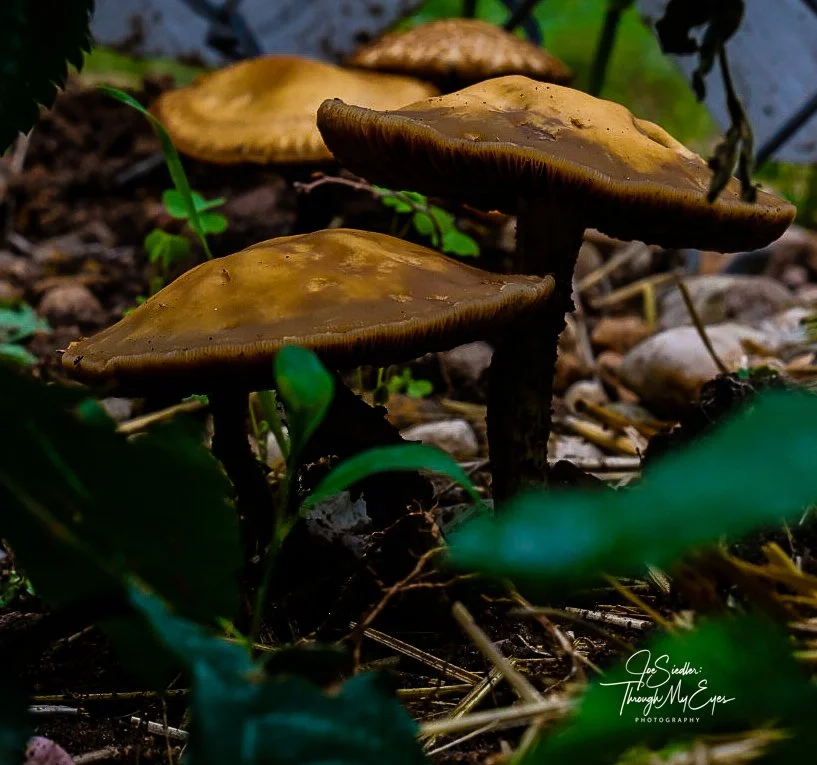 small things just being small