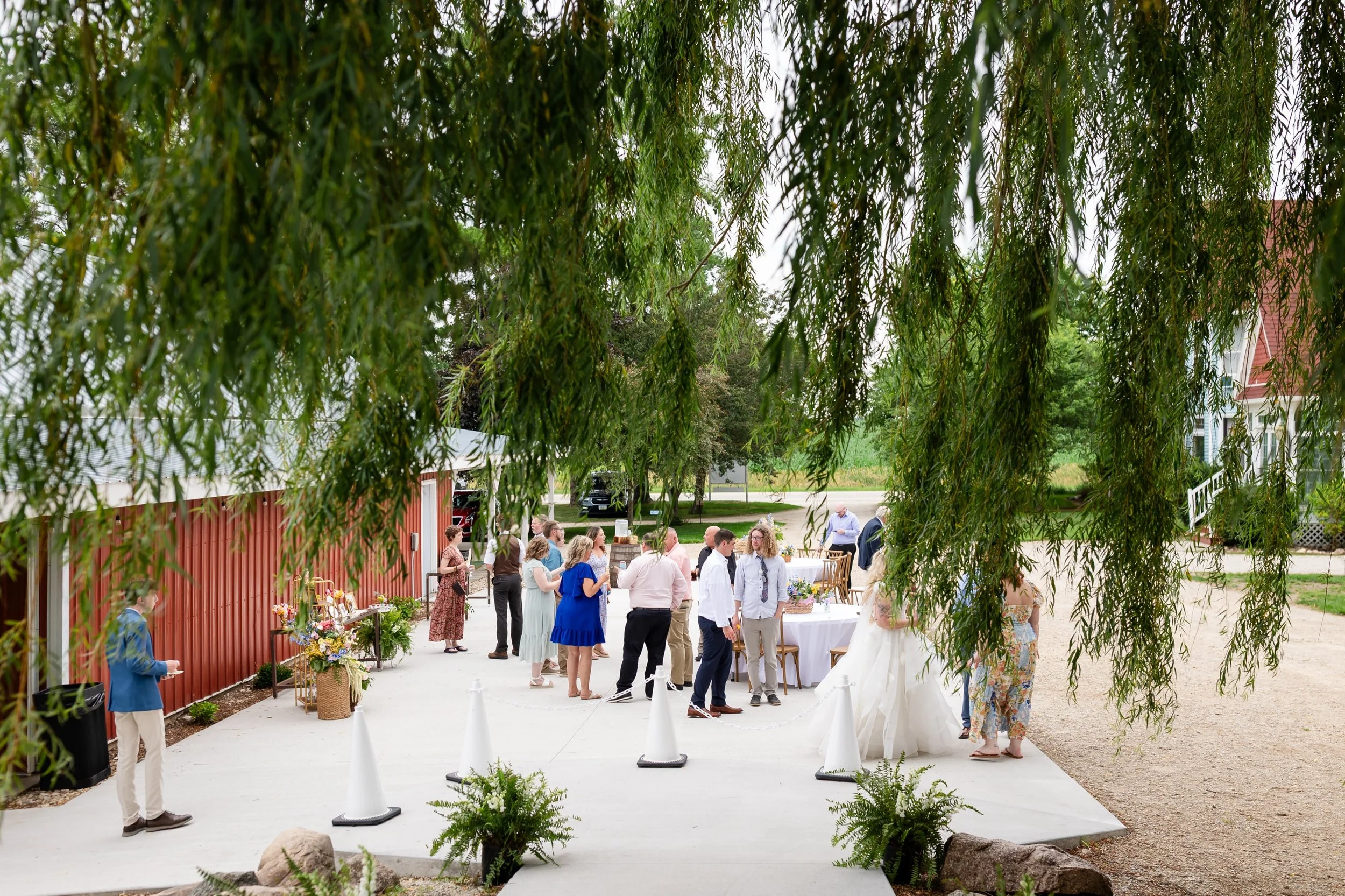 Photos through the willow. 🍃