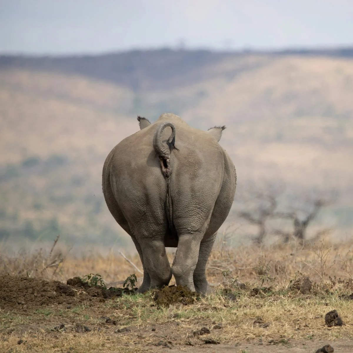 Keystone Principles for the Glutes & Back